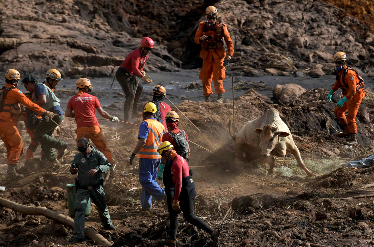 A cow is rescued after a tailings dam of Brazilian miner Vale SA collapsed in Brumadinho, Brazil January 29, 2019. REUTERS/Washington Alves TPX IMAGES OF THE DAY