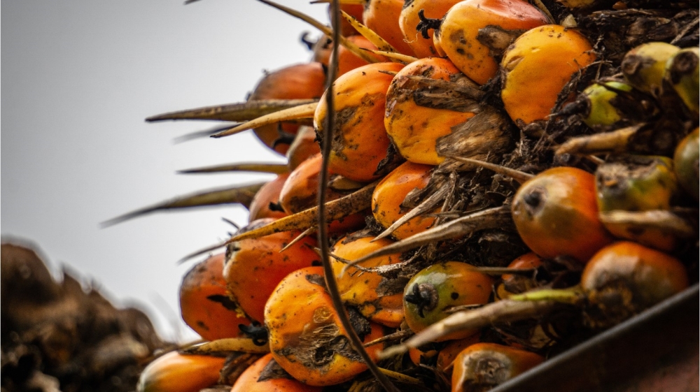 Oil palm Indonesia