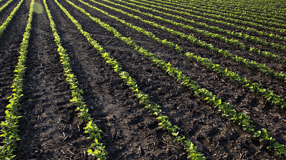 Young soybean plants grow in rows on a rural farm in Illinois, U.S/BLOOMBERG