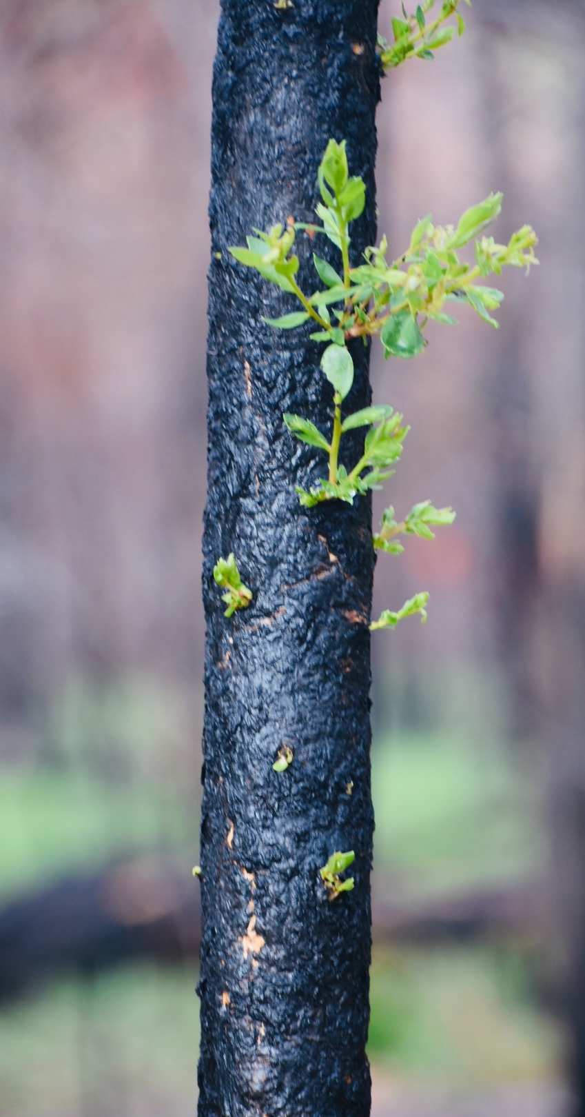 ‘This resurgence of life, this regeneration of soil and leaf and flower, is mirrored in me. I too have been through the flames. I too have survived,’ the writer says [Photo courtesy of Katerina Cosgrove]