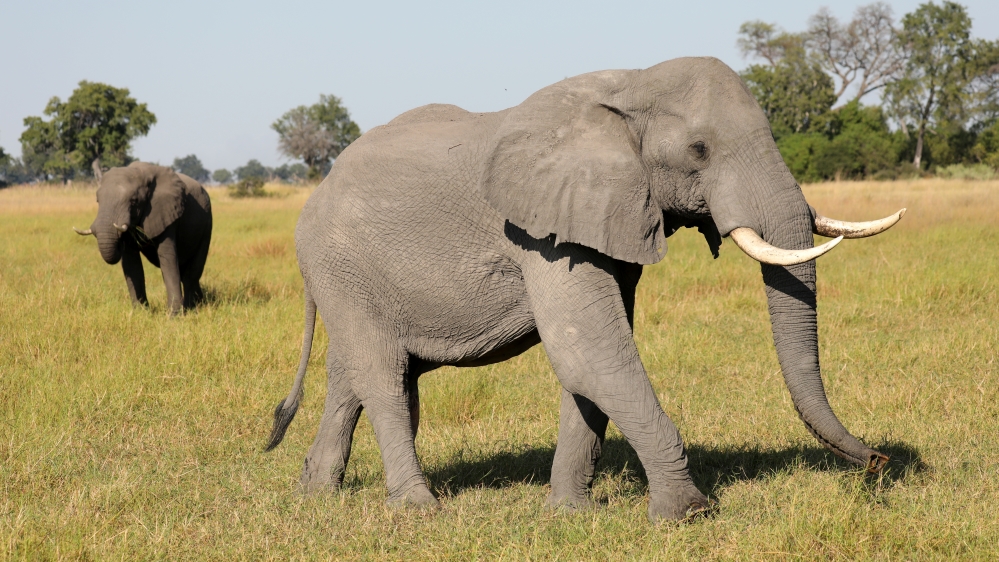 Marauding elephants have invaded community farmlands in recent years [Reuters]