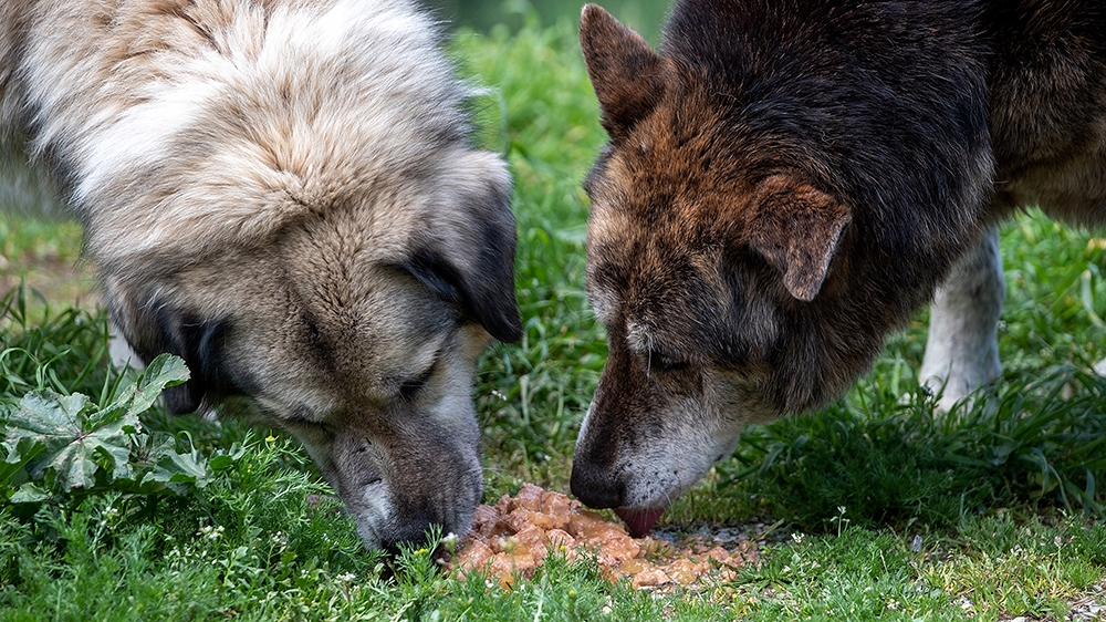 The municipality of Thessaloniki places volunteer feeders in central parts of the city to feed the stray animals, which due to the restrictions for COVID-19 are in danger of starvation