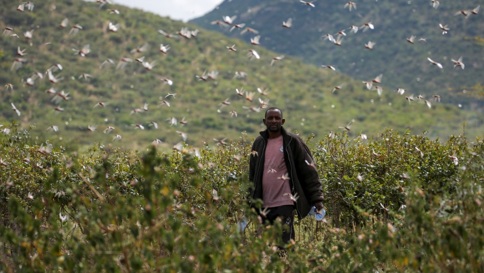 Ahmed Ibrahim, 30, an Ethiopian farmer, attempts to fend off desert locusts as they fly in his khat farm on the outskirts of Jijiga in the Somali region, Ethiopia