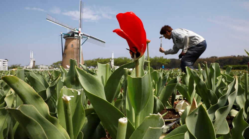 A worker dismantles a pathway in a field in the Sakura Furusato Square after more than 100,000 tulips were cut off to avoid people visiting in Sakura, Chiba prefecture in Japan
