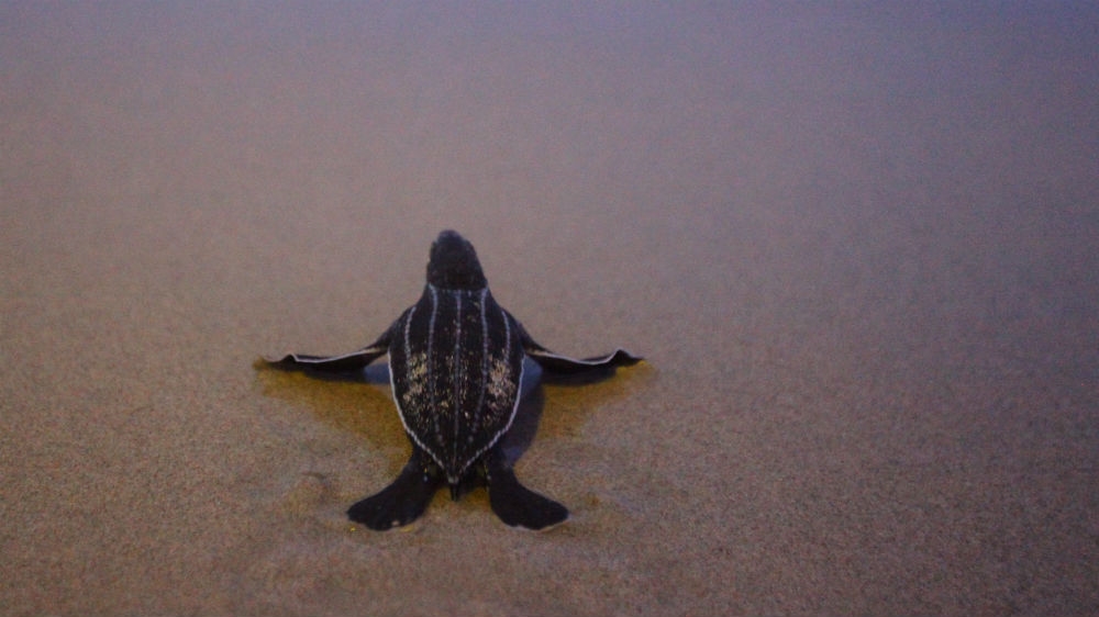 A newly-hatched baby leatherback sea turtle makes its way to the sea for the first time in Thailand’s Phanga Nga district at the end of March. The turtles return to the same beach where they hatched to lay their eggs