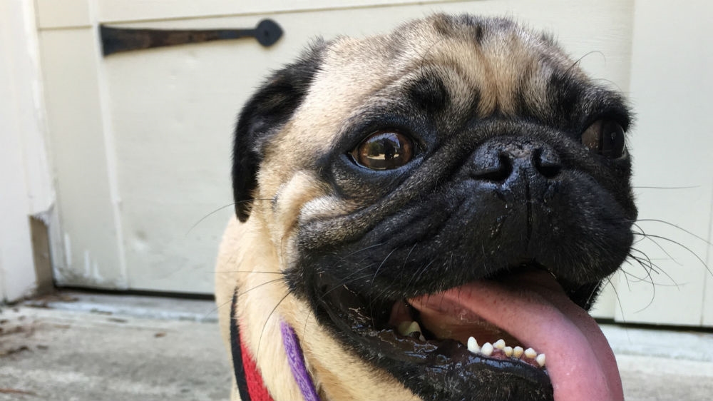 Winston is believed to be the first dog in the US to have tested positive for the coronavirus that causes COVID-19 in humans,