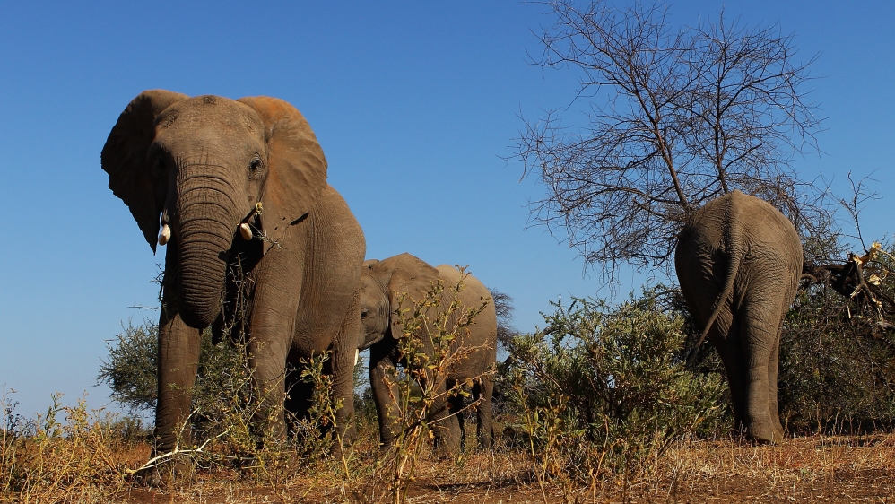 An African Safari