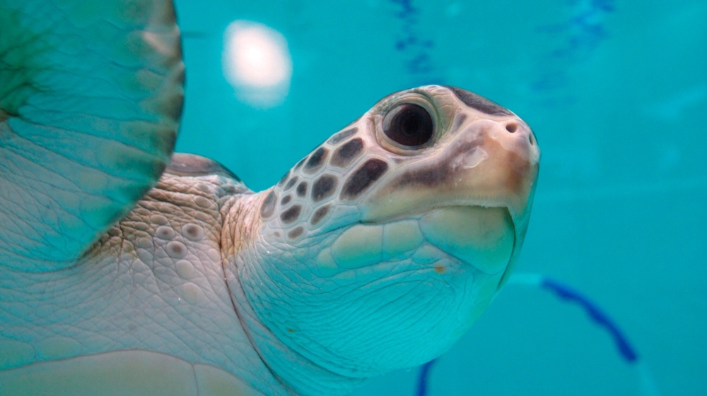 Sea turtles have been seen swimming near Rio’s airport