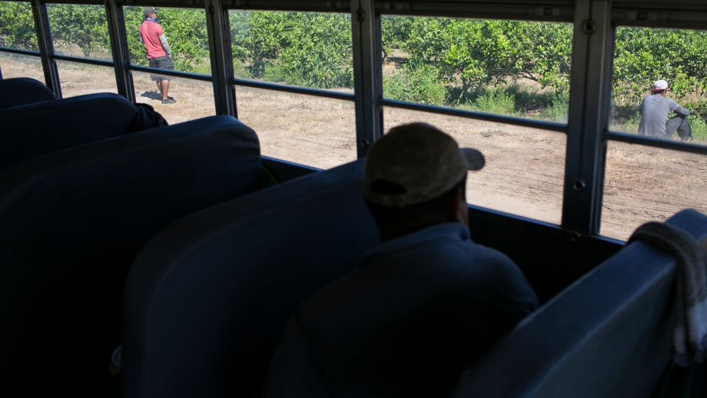 A Mexican migrant on a bus looks through a window during a harvest at an oranges farm in Lake Wales, Florida