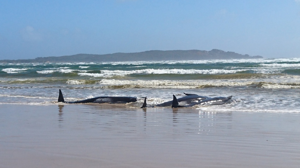AUSTRALIA - ANIMAL - ENVIRONMENT