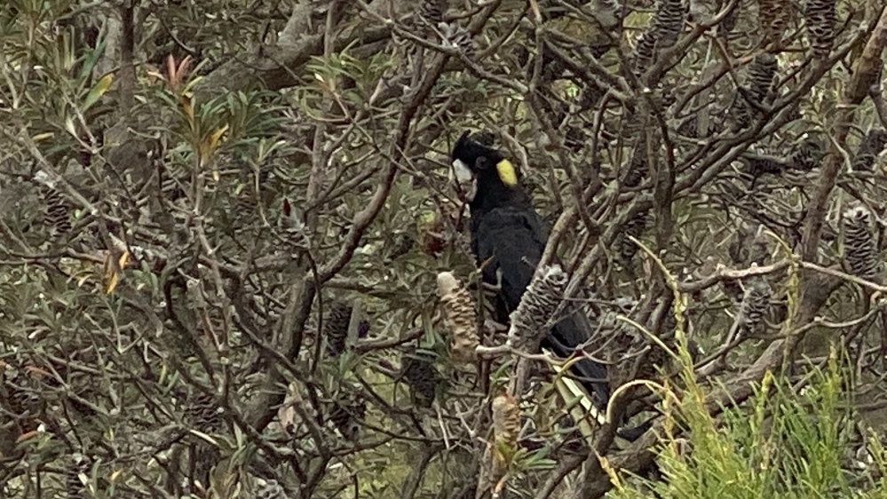 A black cockatoo looks on from a tree [Photo courtesy of Jenny Brown]