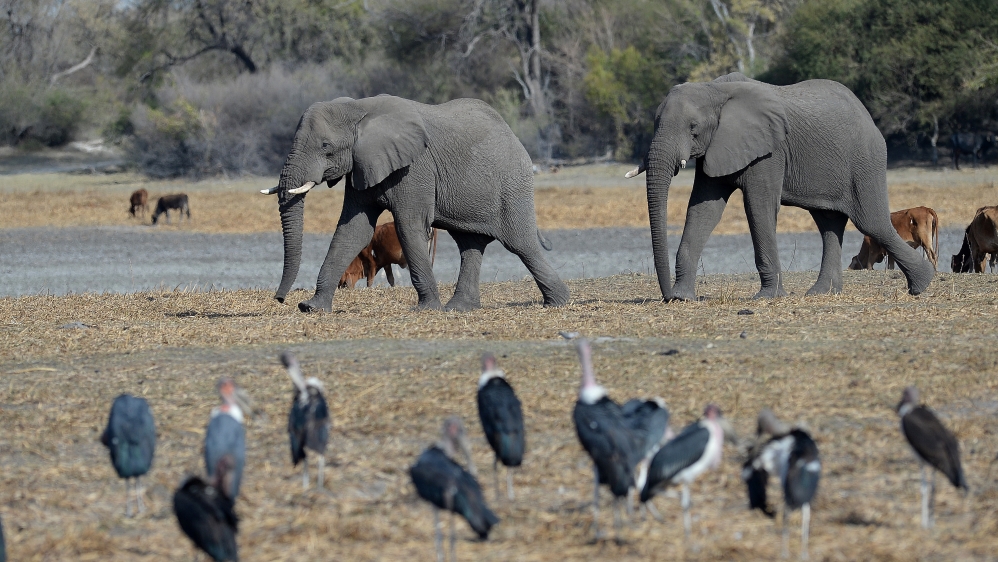 The Southern African nation is home to the world’s largest elephant population