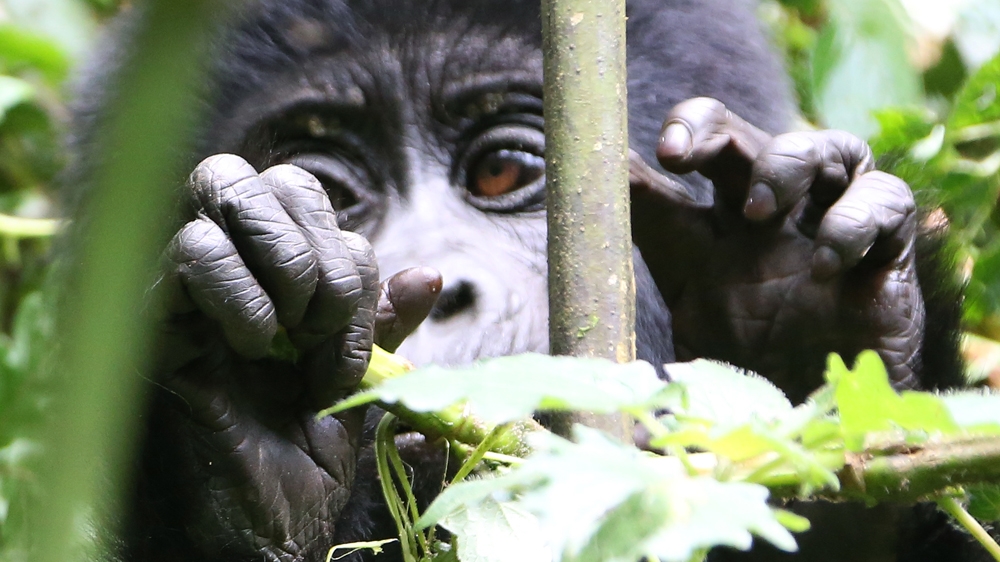 Experts are calling on people to rethink their way of life to reduce the impact on wildlife