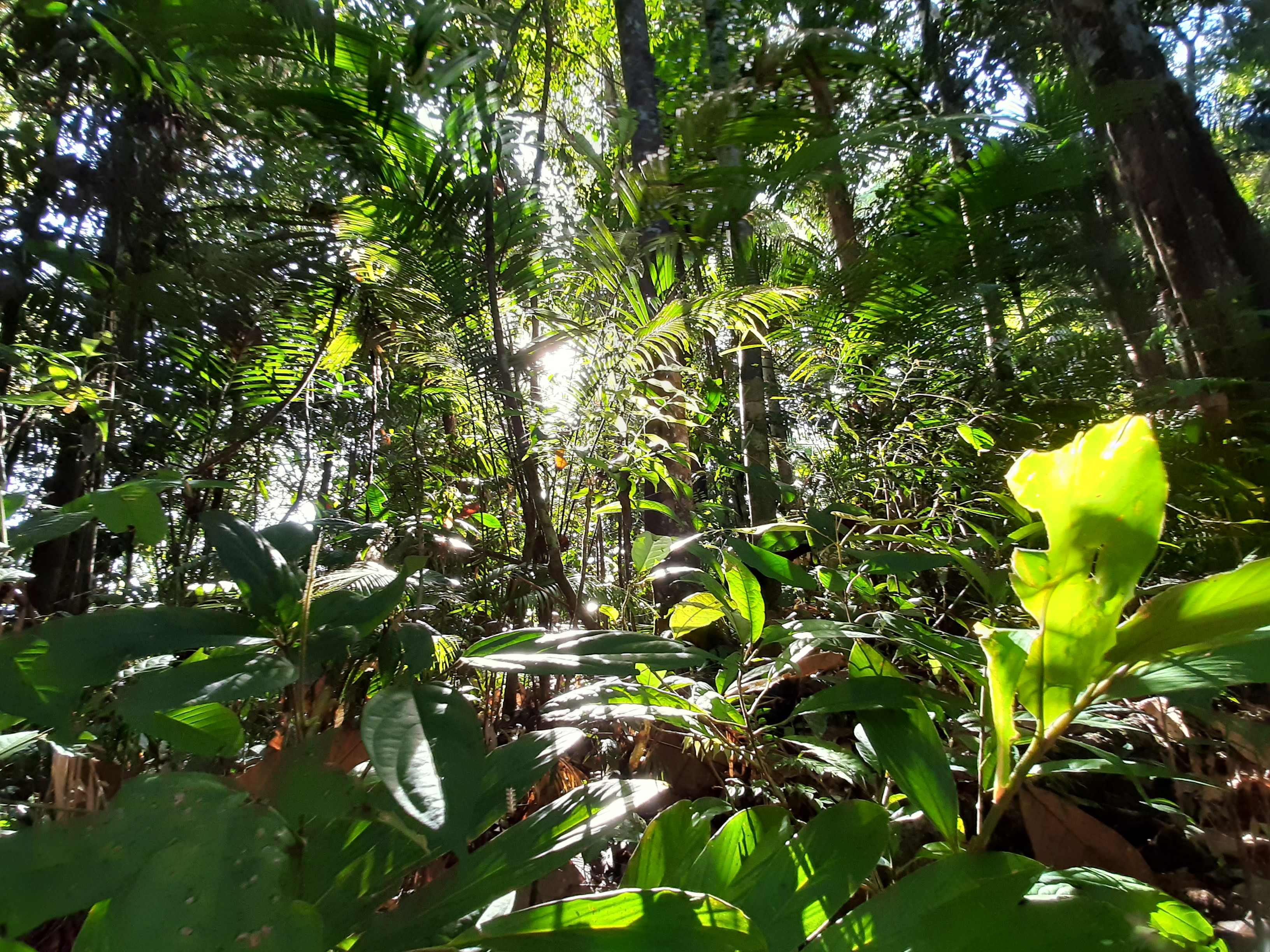 Indigenous peoples in Sarawak are battling to save some of the state’s last intact forests [Annina Aeberli / Bruno Manser Fund