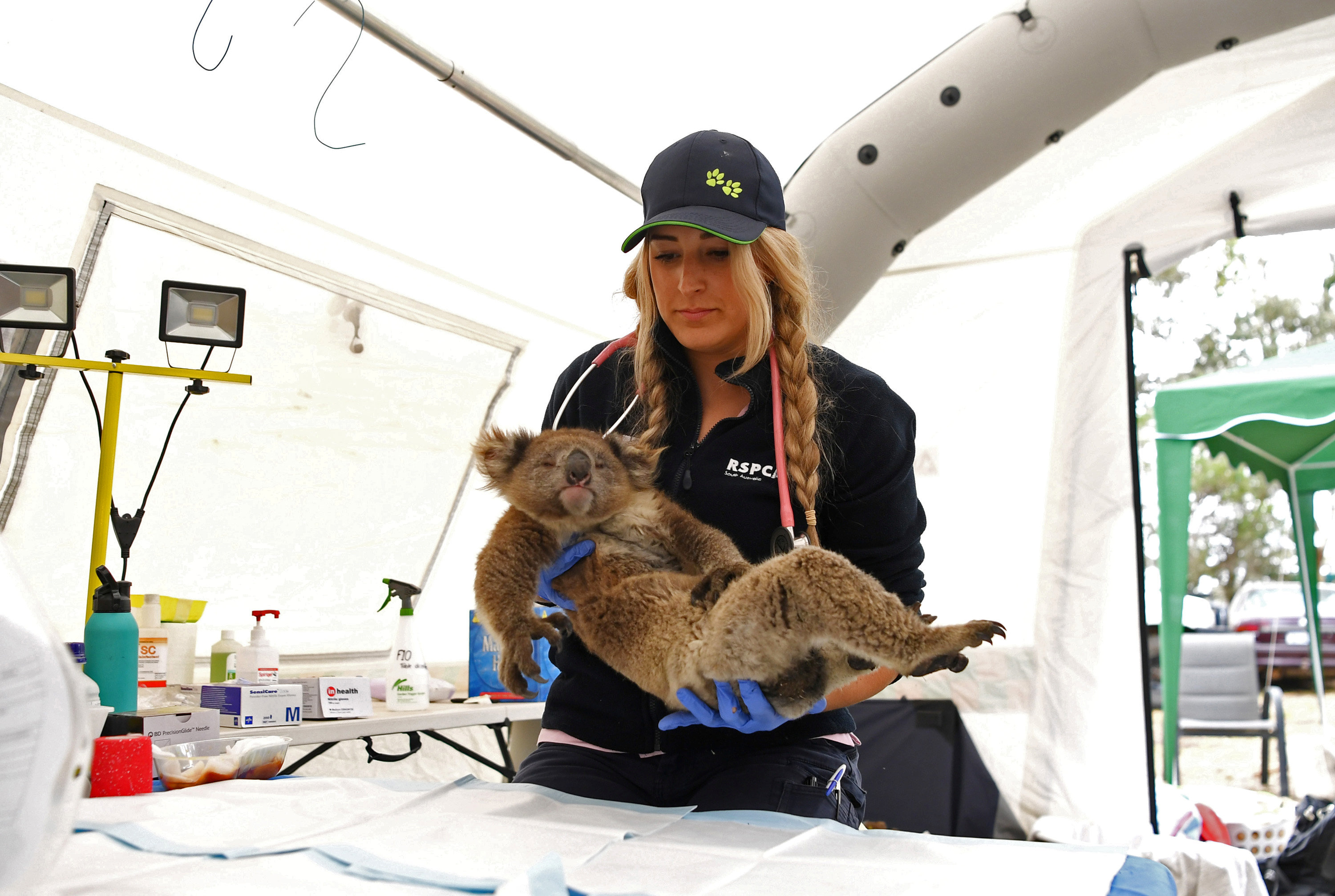 An injured koala brought in for treatment during the Kangaroo Island fires in January