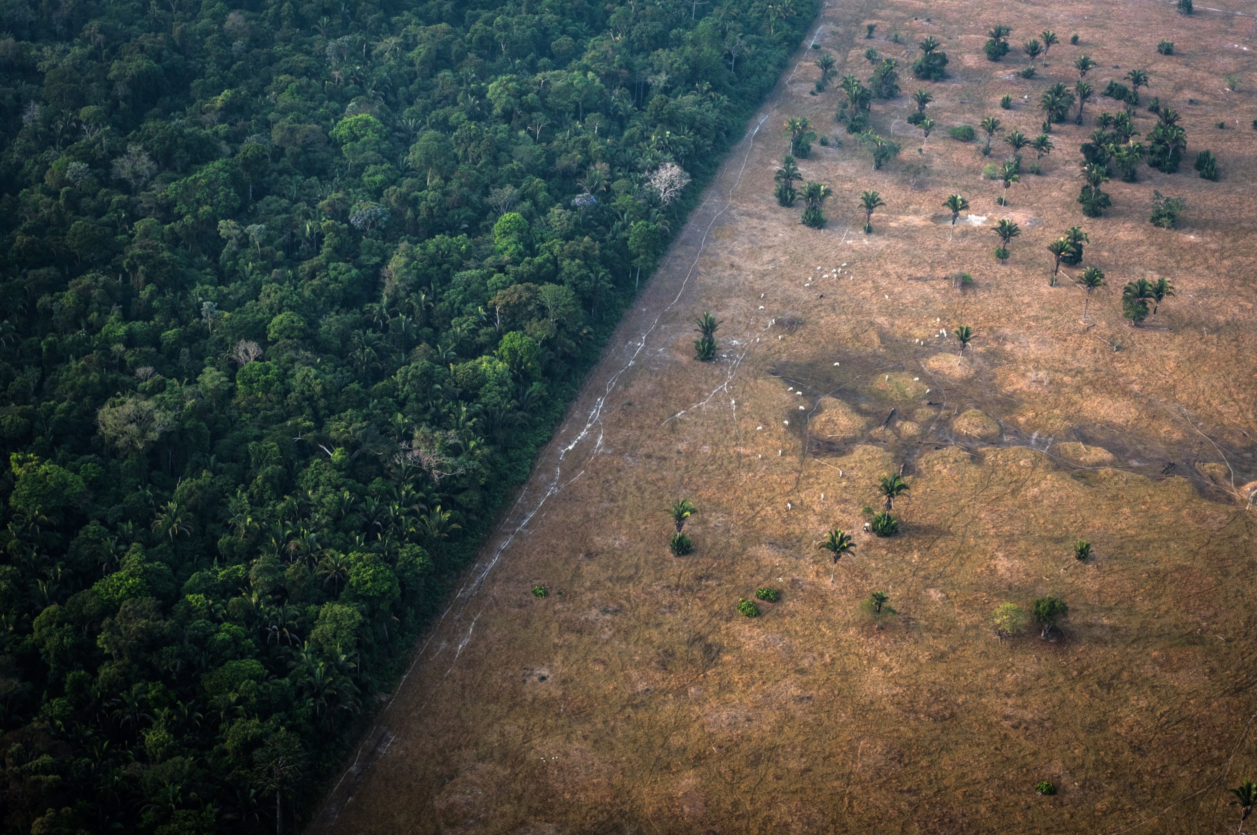Deforestation for cattle and agricultural lands is the leading cause of the Amazons destruction. Photographer: Leonardo Carrato/Bloomberg