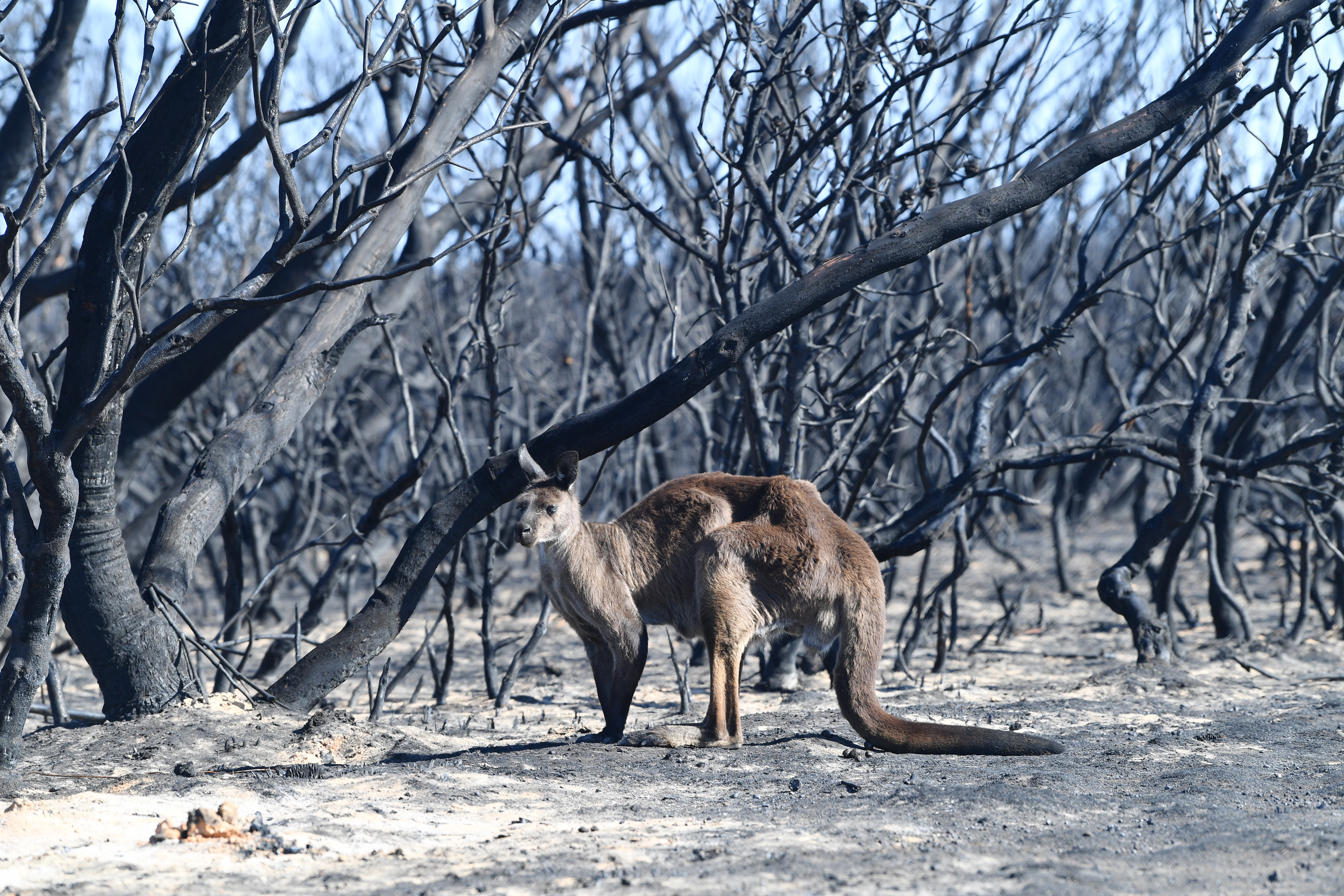 A kangaroo amid the devastation caused by January’s bushfires on Kangaroo Island in South Australia. WWF estimates nearly 3 billion animals were in the path of the flames