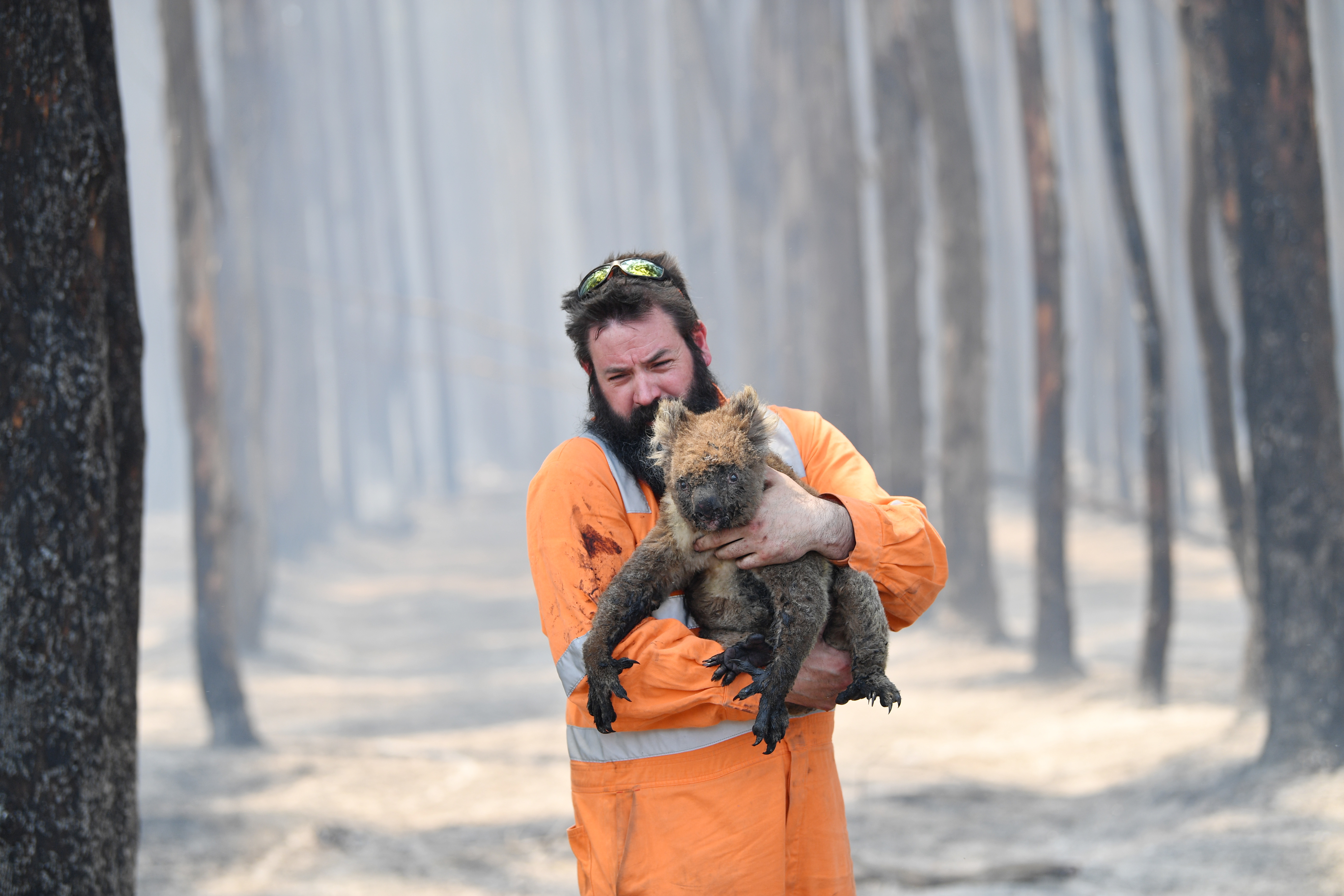 Koalas were already in decline before the devastating fires in which the WWF estimates more than 60,000 were killed or harmed in the flames and smoke