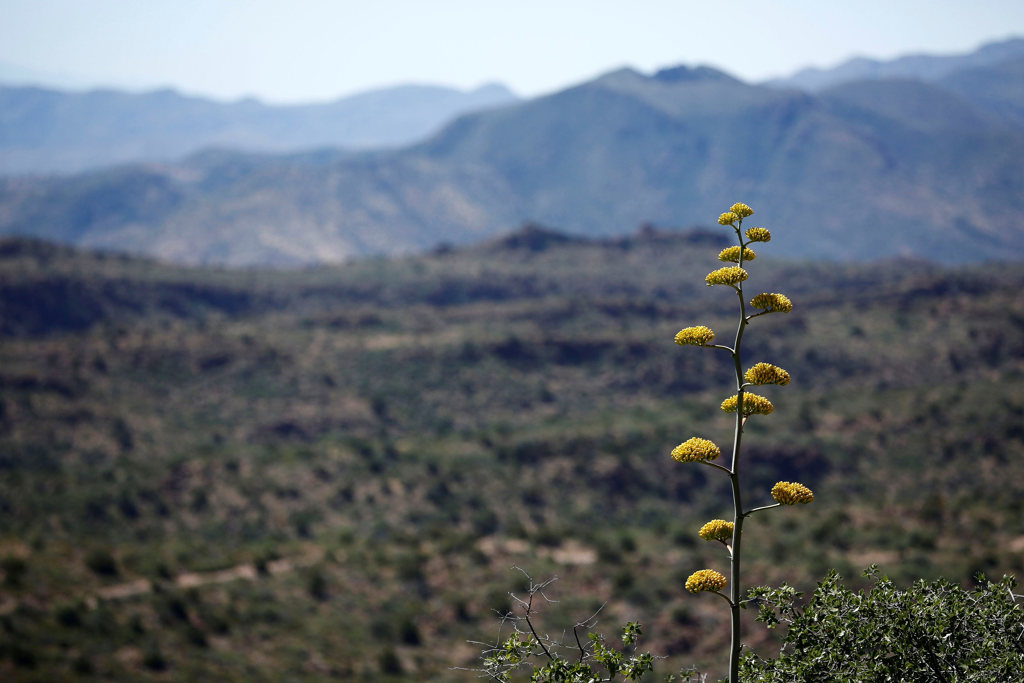 The stalk of an agave plant displays yellow blooms in the Oak Flat area near Superior, Arizona, on June 13, 2017