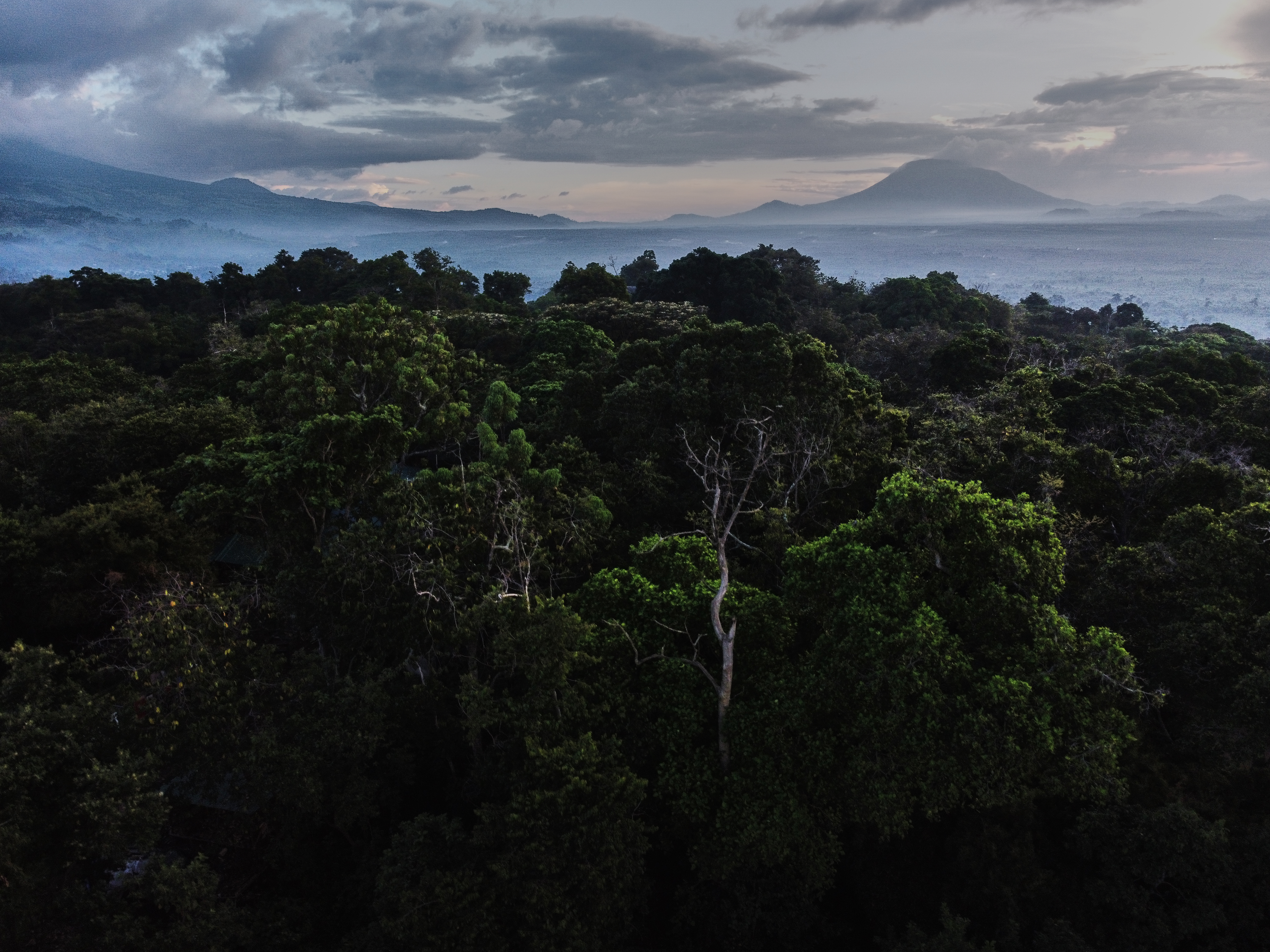 The US and China have pledged to work together to combat deforestation