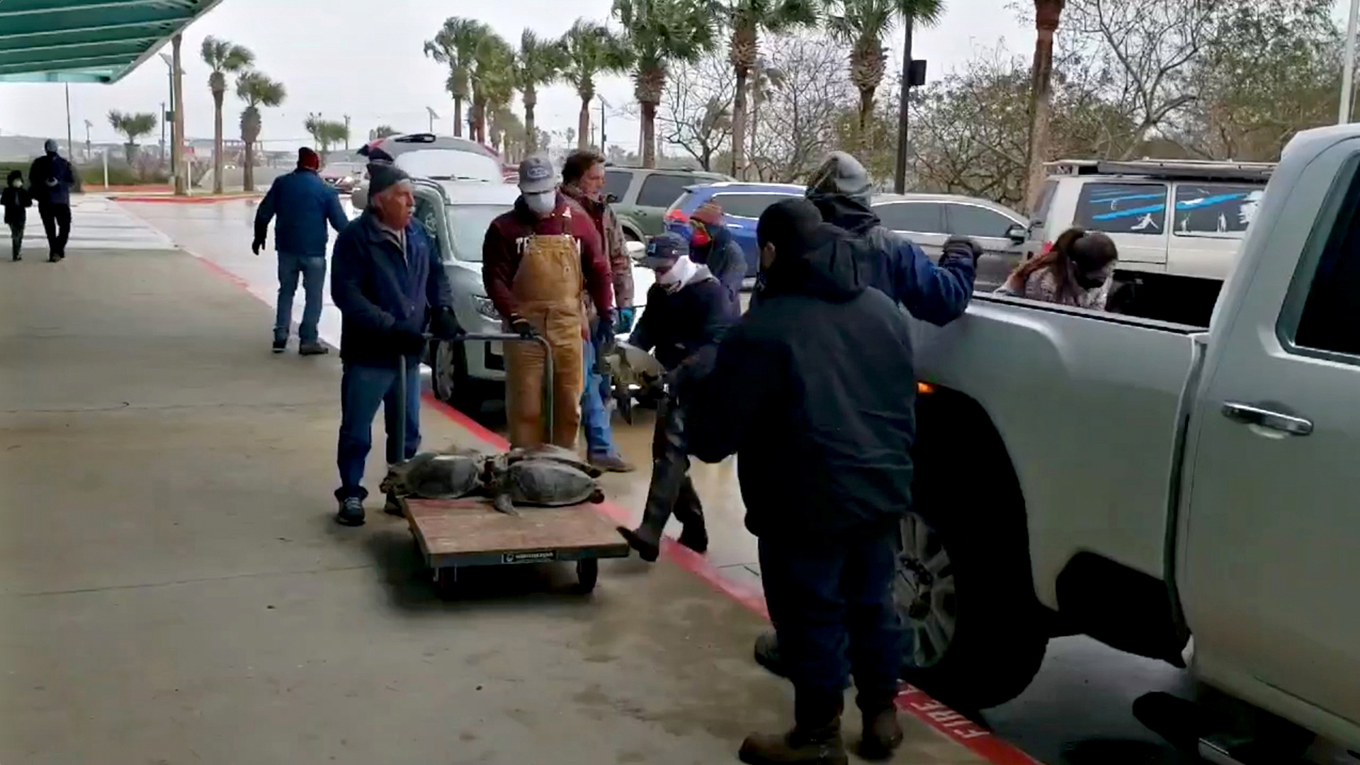People bring rescued turtles stunned by the cold to an evacuation centre on South Padre Island, Texas