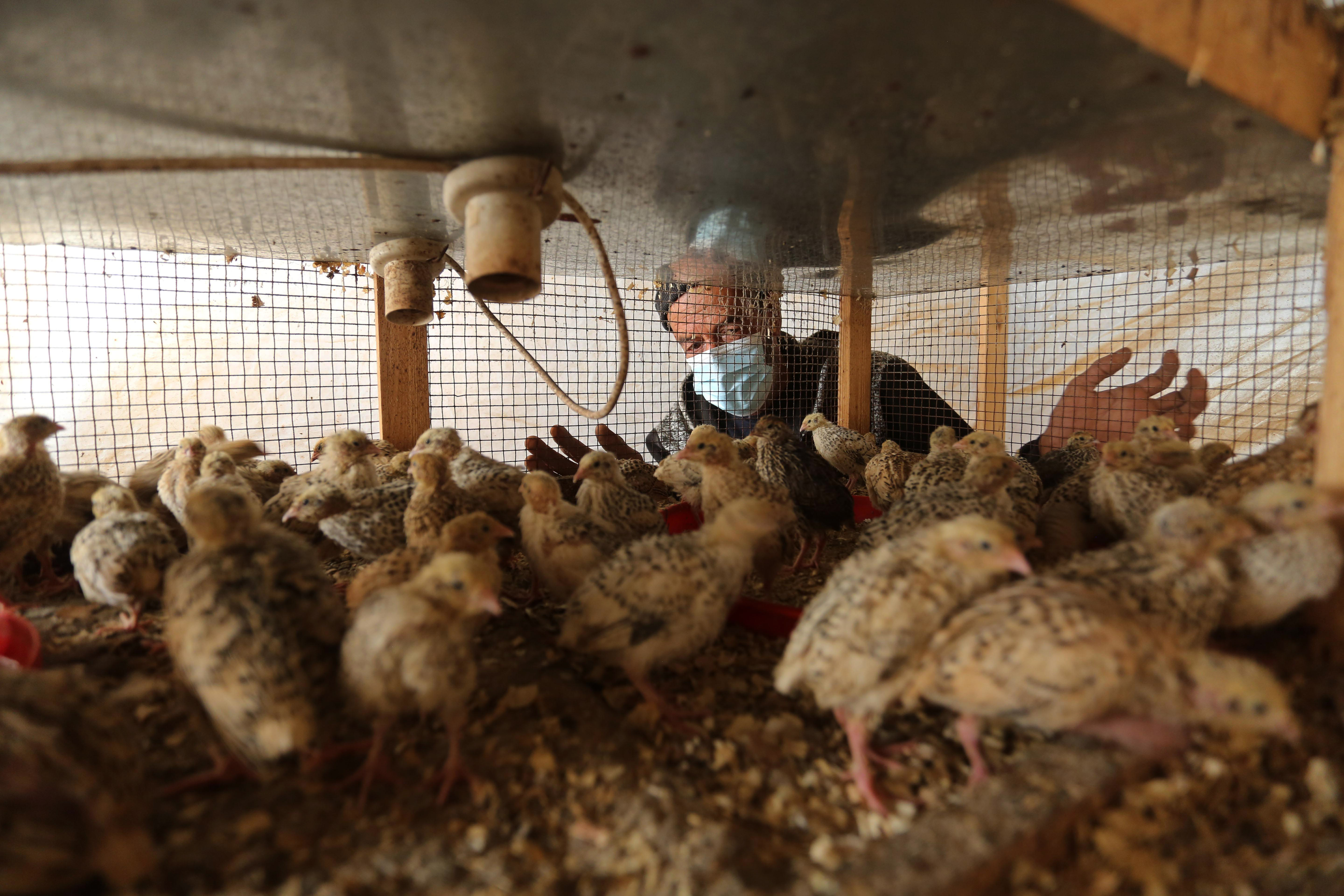 Nasser Abu Odeh tends to his livestock