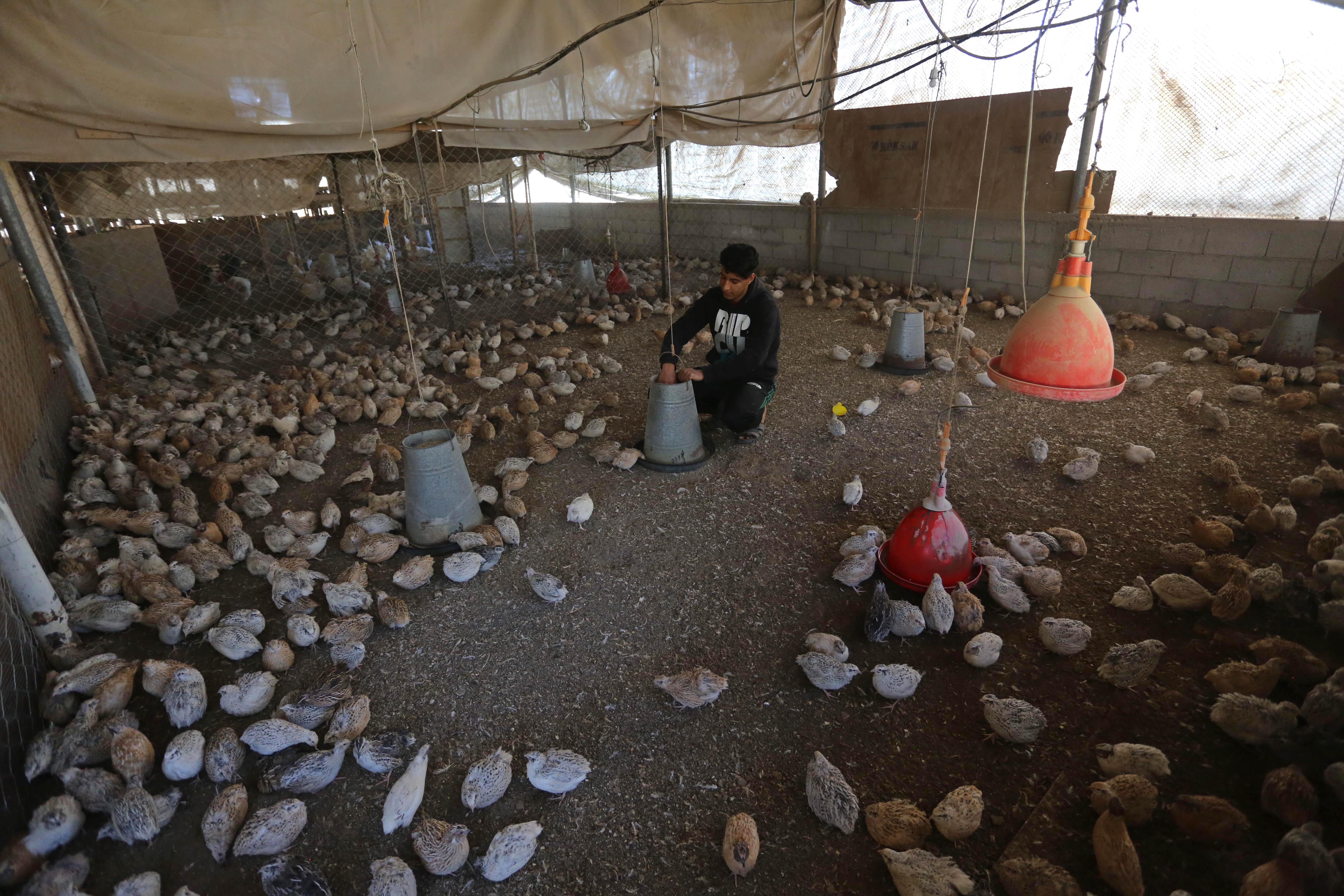 Ibrahim Abu Odeh says it took time to learn how to raise the birds and there were some stumbles