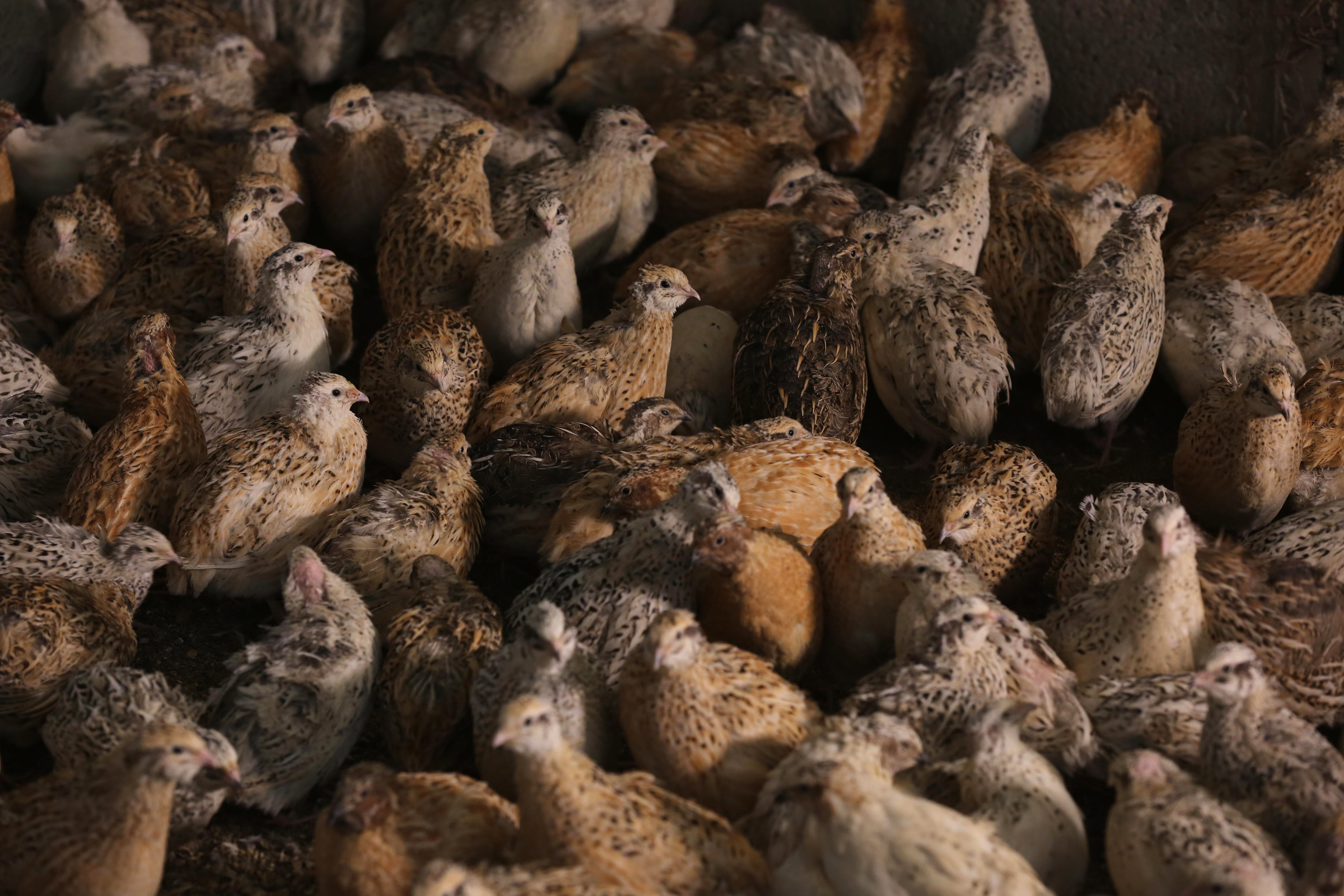 The small birds breed in Europe in the summer then migrate in the autumn to Africa and Asia