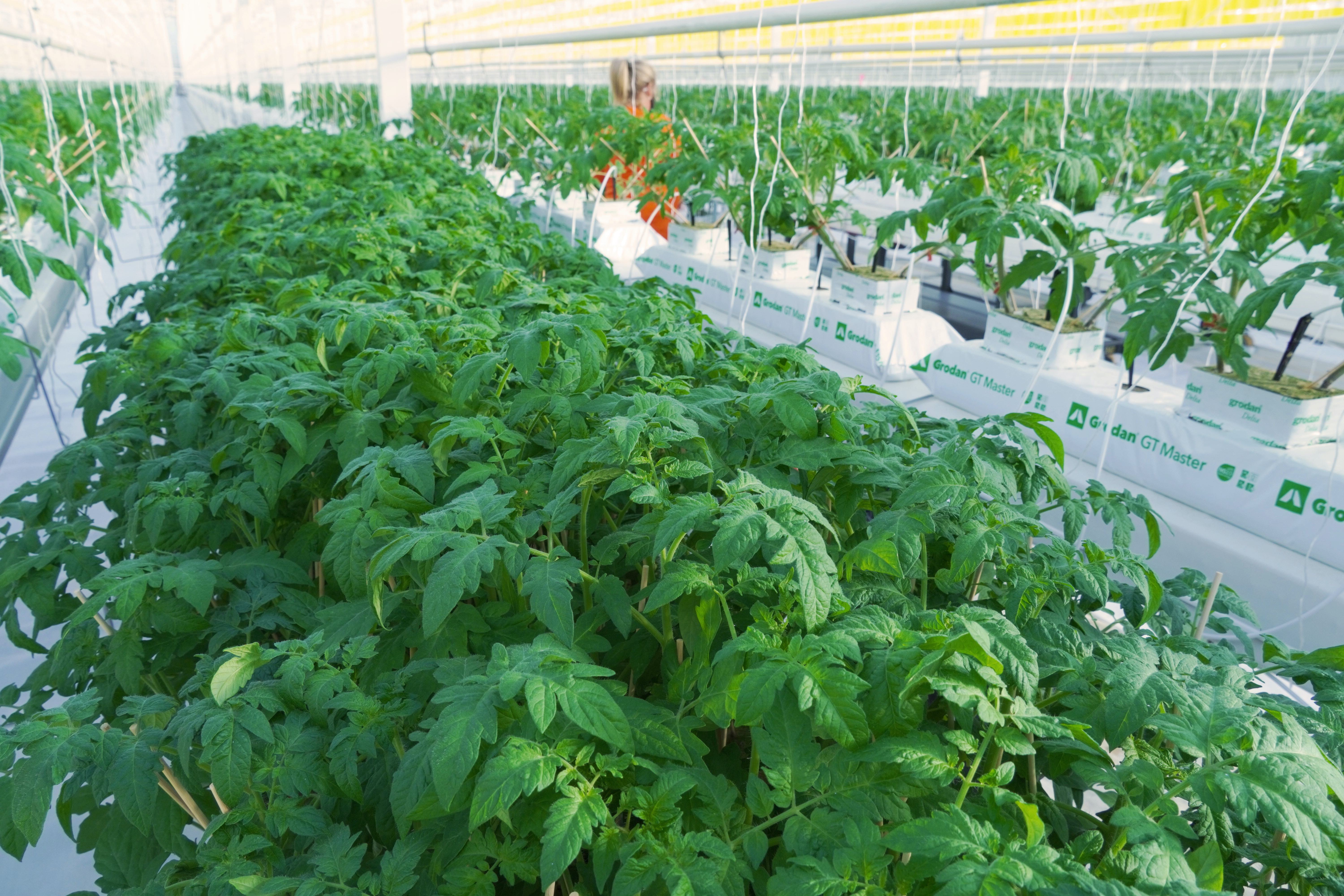 AppHarvest, which grows tomatoes in a 60-acre greenhouse in Morehead, Kentucky in the United States, broke ground on two more in the state last year