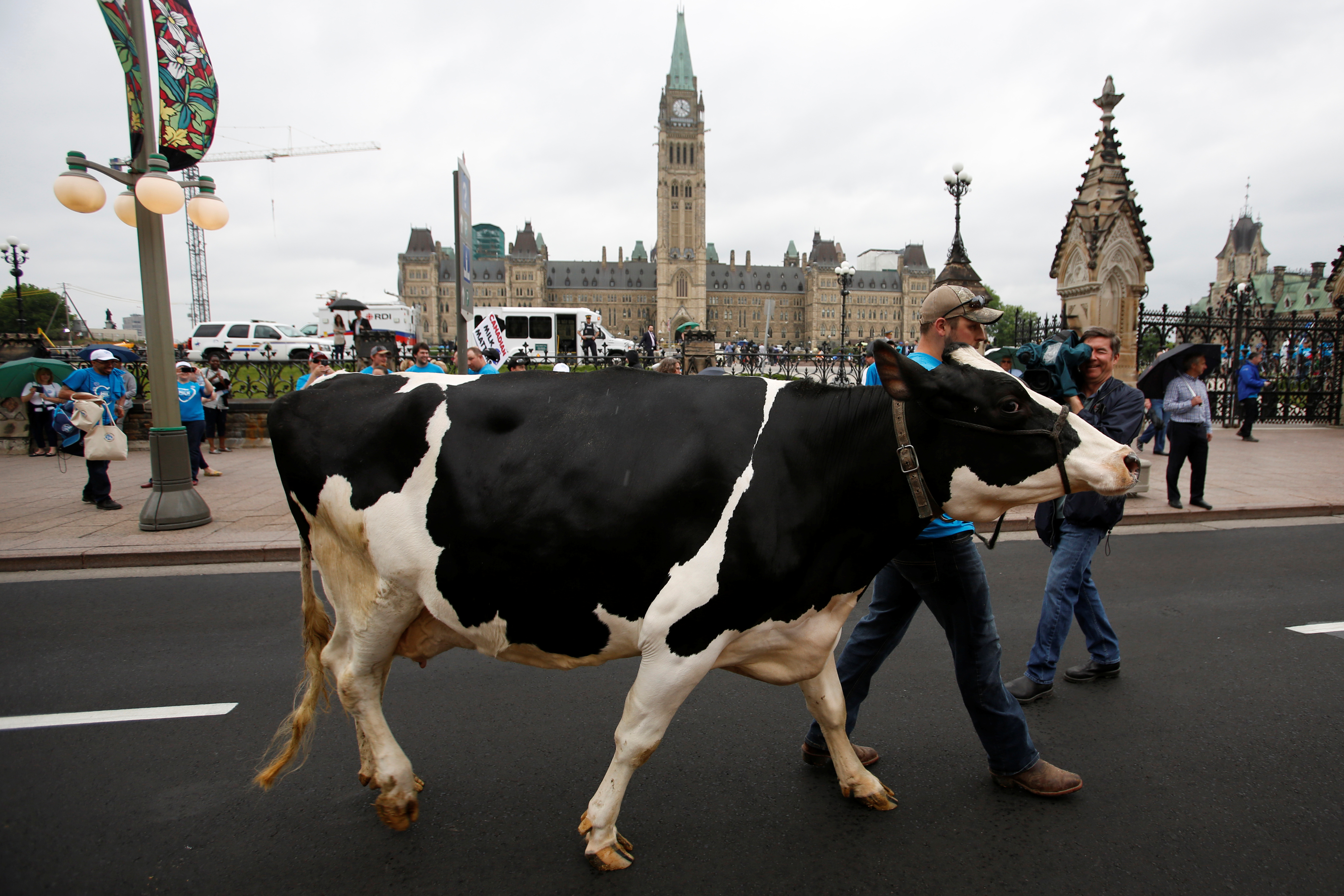 A farmer walks with his cow during a protest against imported dairy products in front of Parliament Hill in Ottawa, in 2016