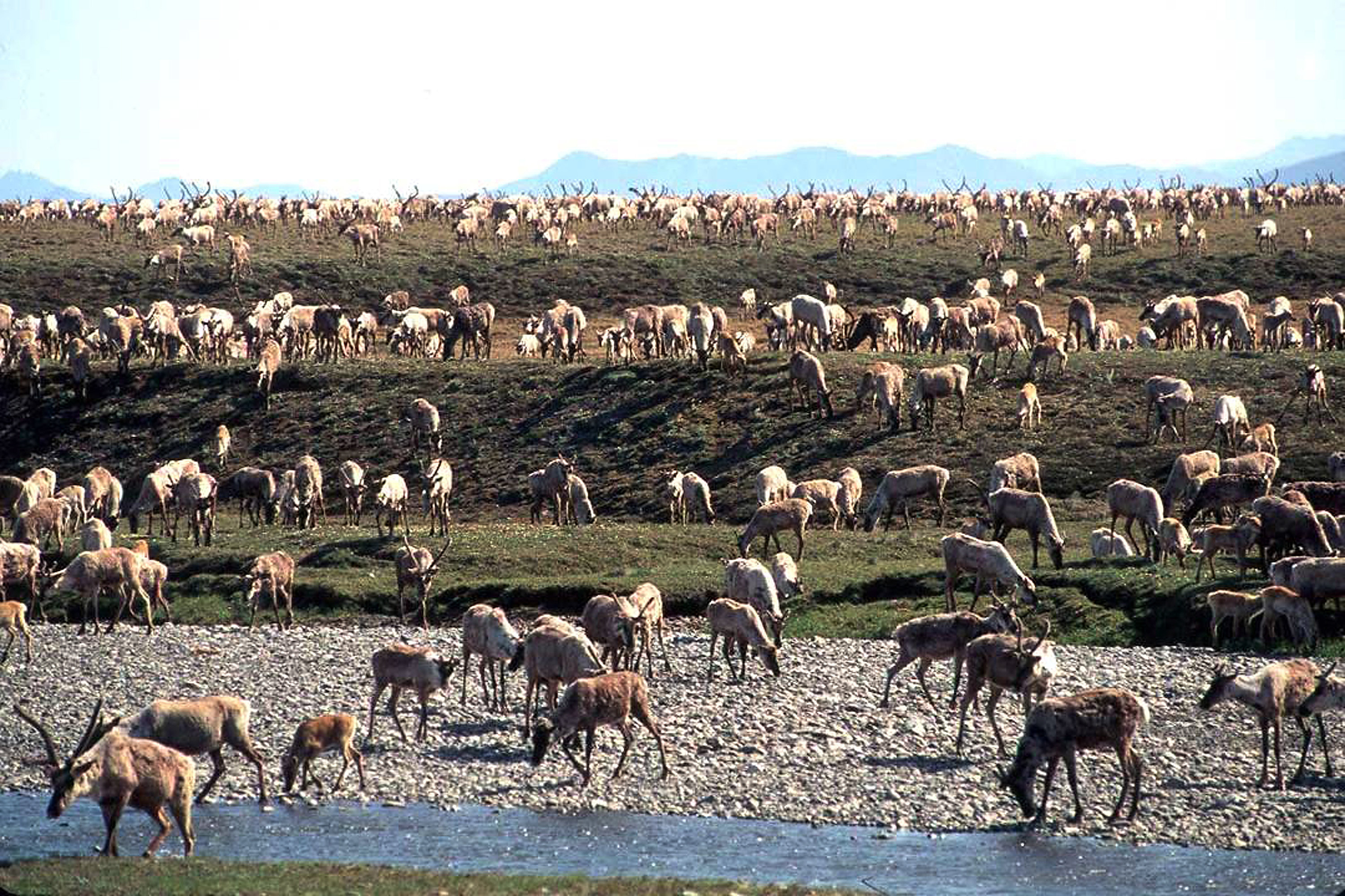 During his first day in the Oval Office, Biden ordered a moratorium on drilling in the Arctic National Wildlife Refuge