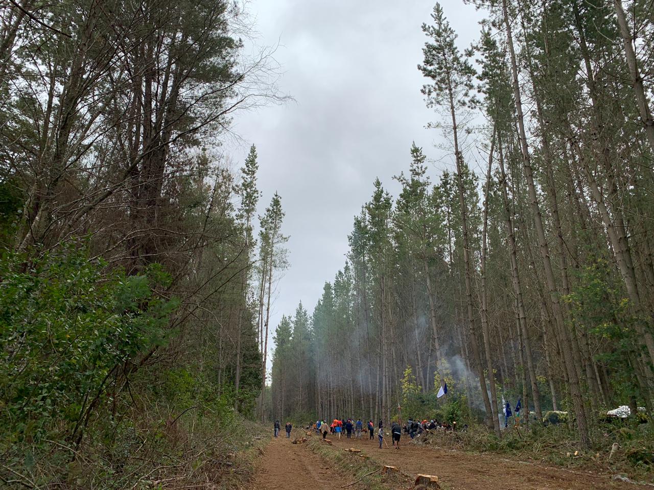 A forest where Mapuche communities gather for a meeting