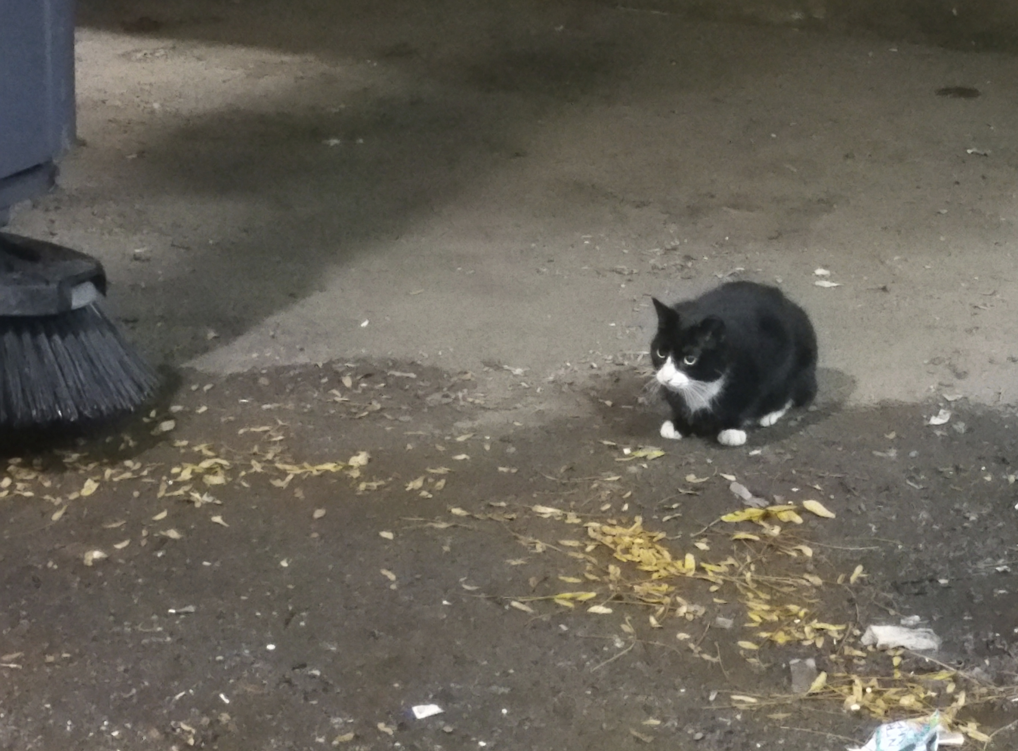 New York City’s Feral Cat Initiative launched a programme at the Jacob K Javits Convention Center in 2016 with feral cats to help keep rats out