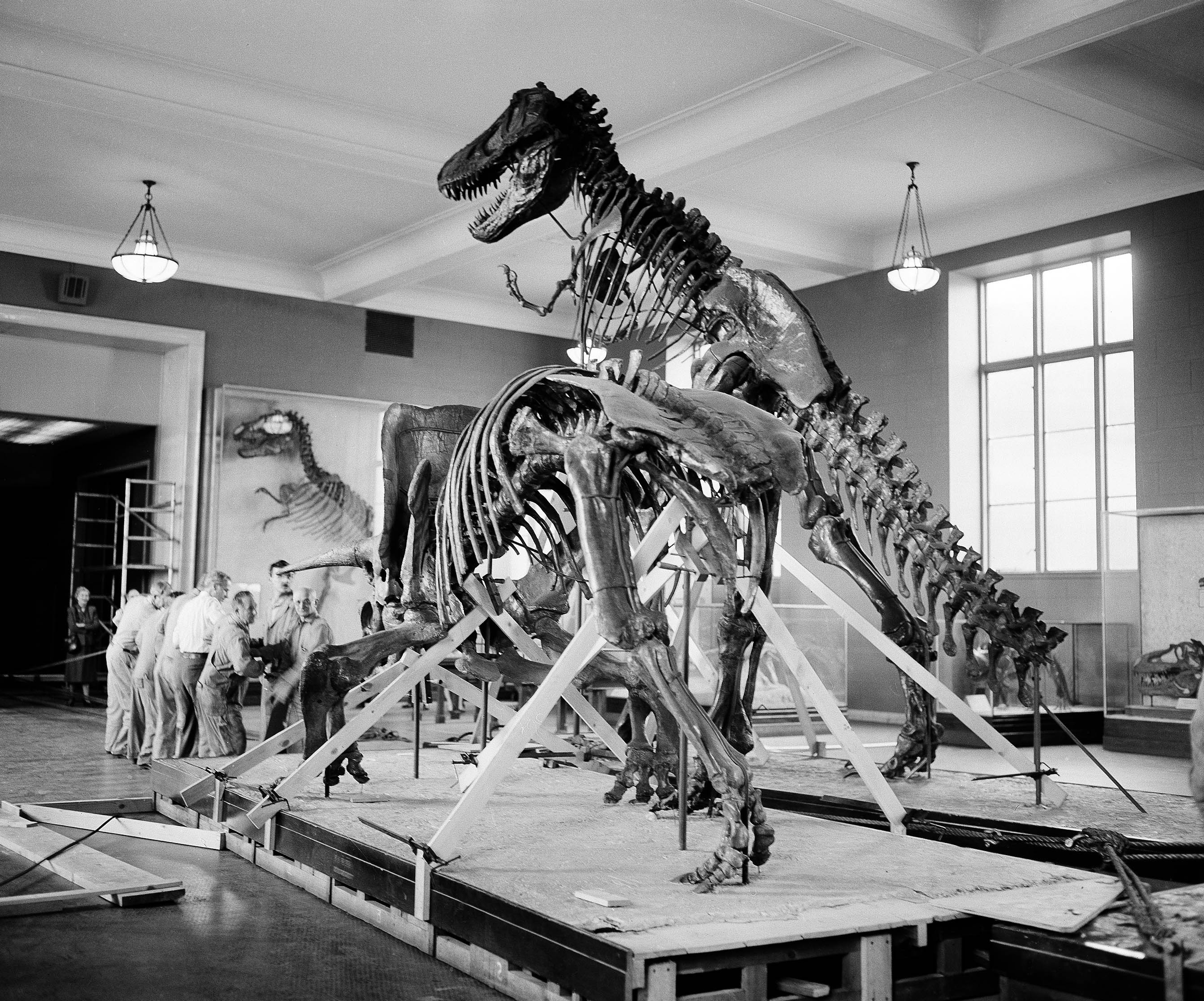 The American Museum of Natural History in New York in 1954