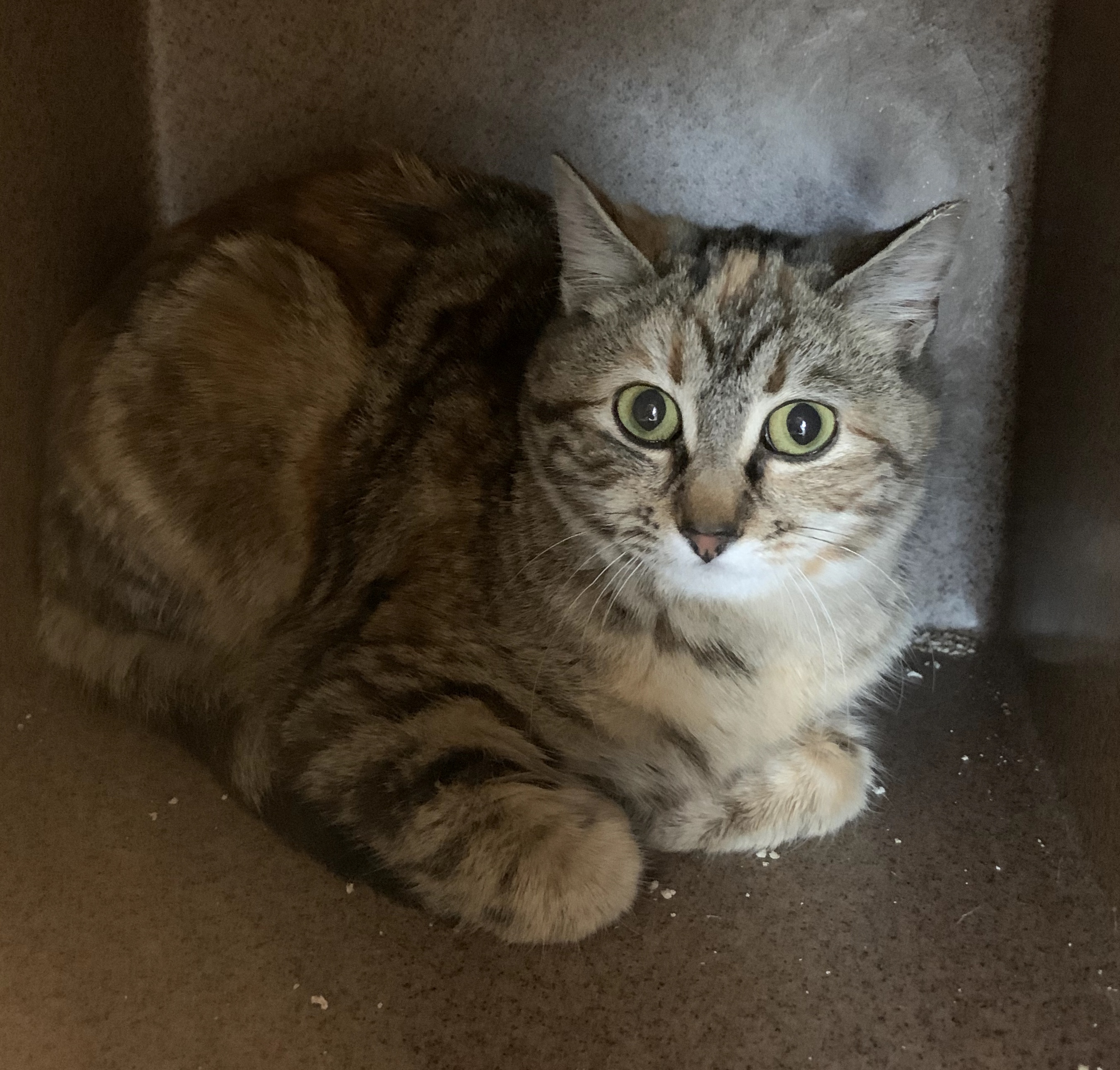 Gilmore Girl is one of about 1,000 Cats at Work felines [Courtesy: Tree House Humane Society]
