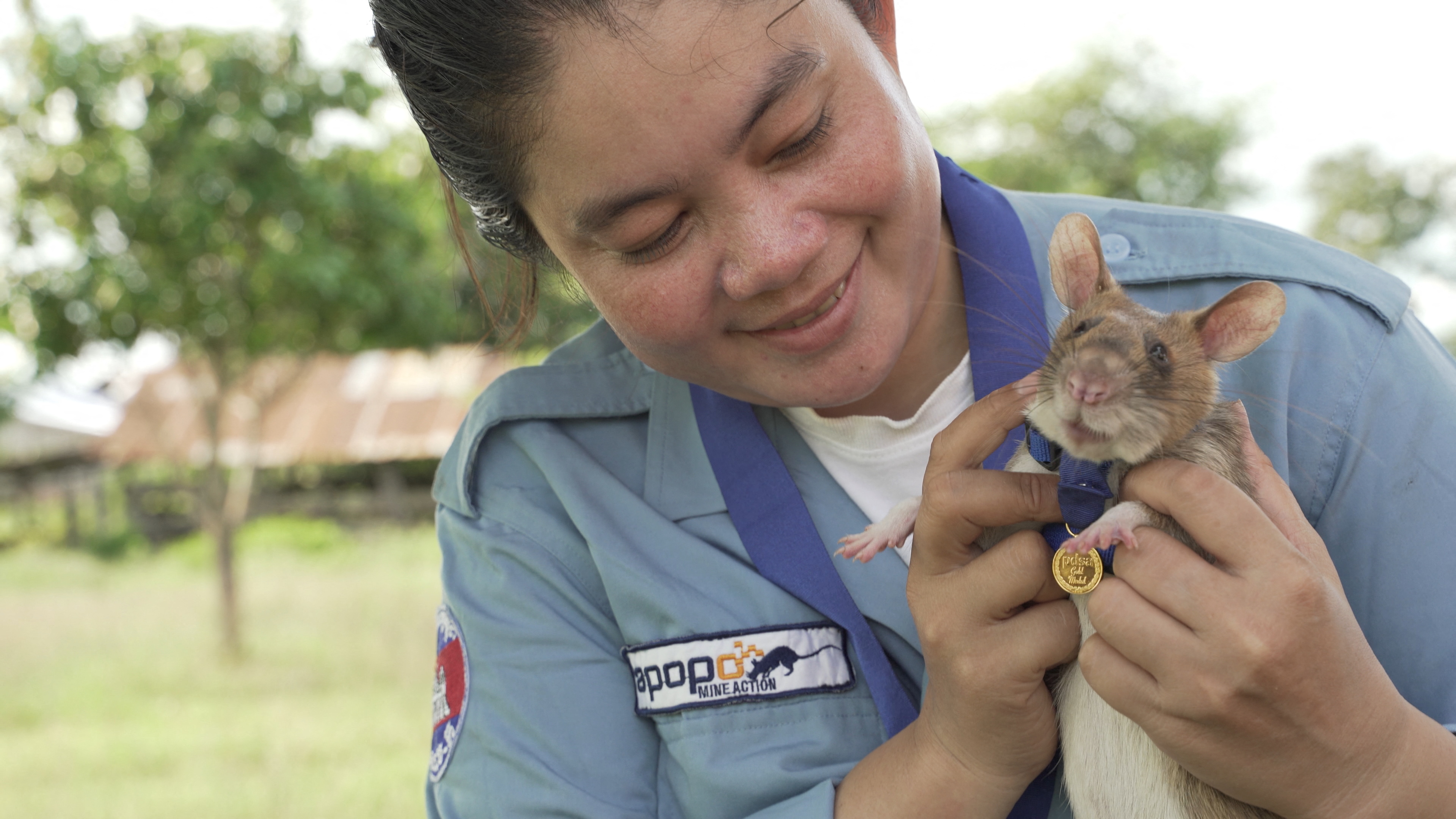In his autumn years Magawa will spend more time doing what he loves – eating bananas and peanuts, the charity said