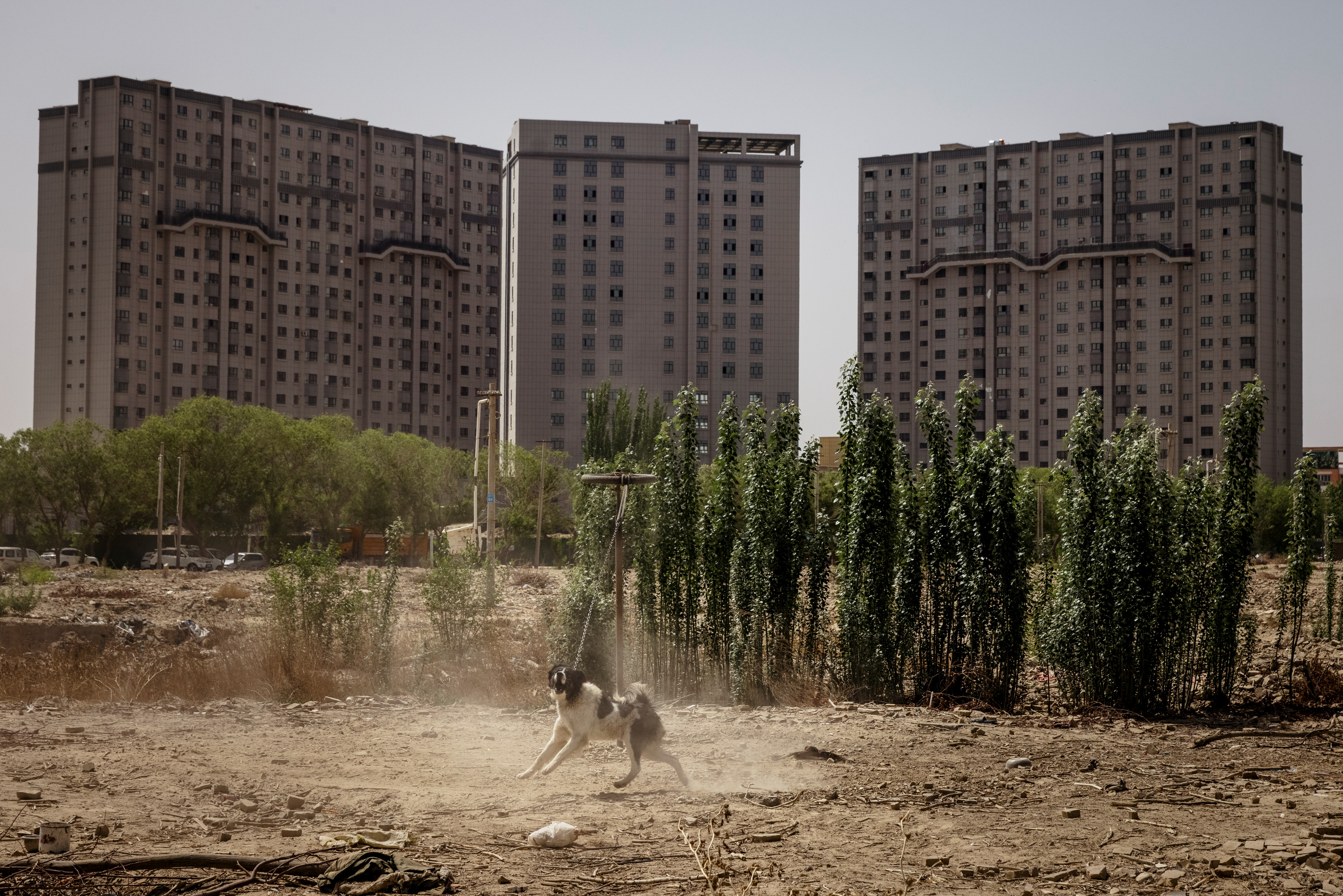 A dog is chained next to the site where a now demolished mosque used to stand in Karakax outside Hotan in Xinjiang in April 2021