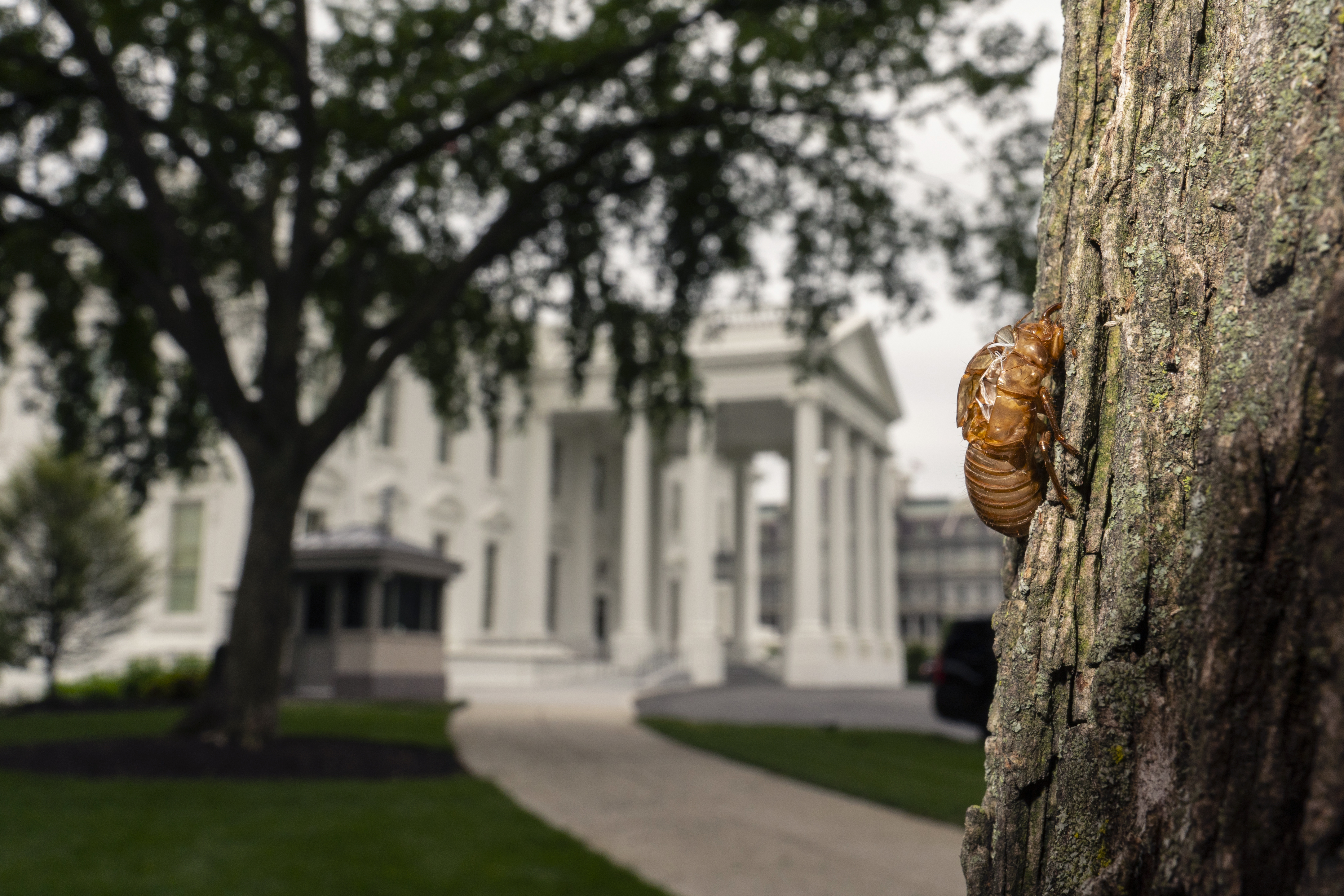 A shell of a Brood X cicada is seen on a tree on the North Lawn of the White House in Washington, May 25, 2021