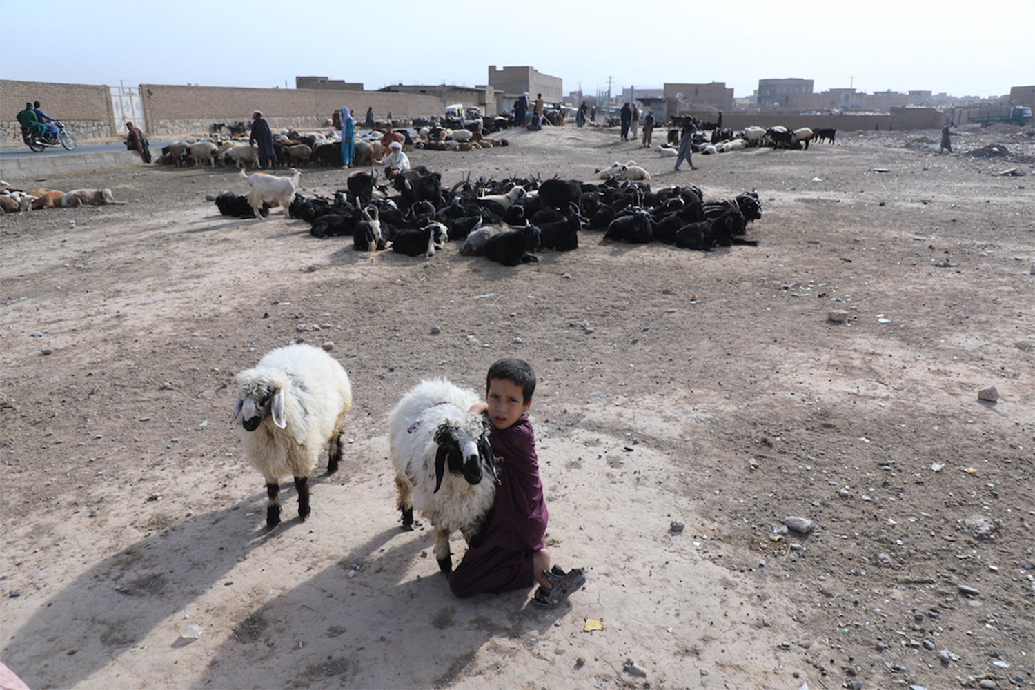 Shepherds in Herat fear insecurity and downturn in economy may keep customers away