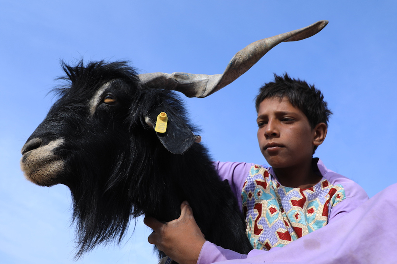 A young boy with a goat for sale at a market in Herat