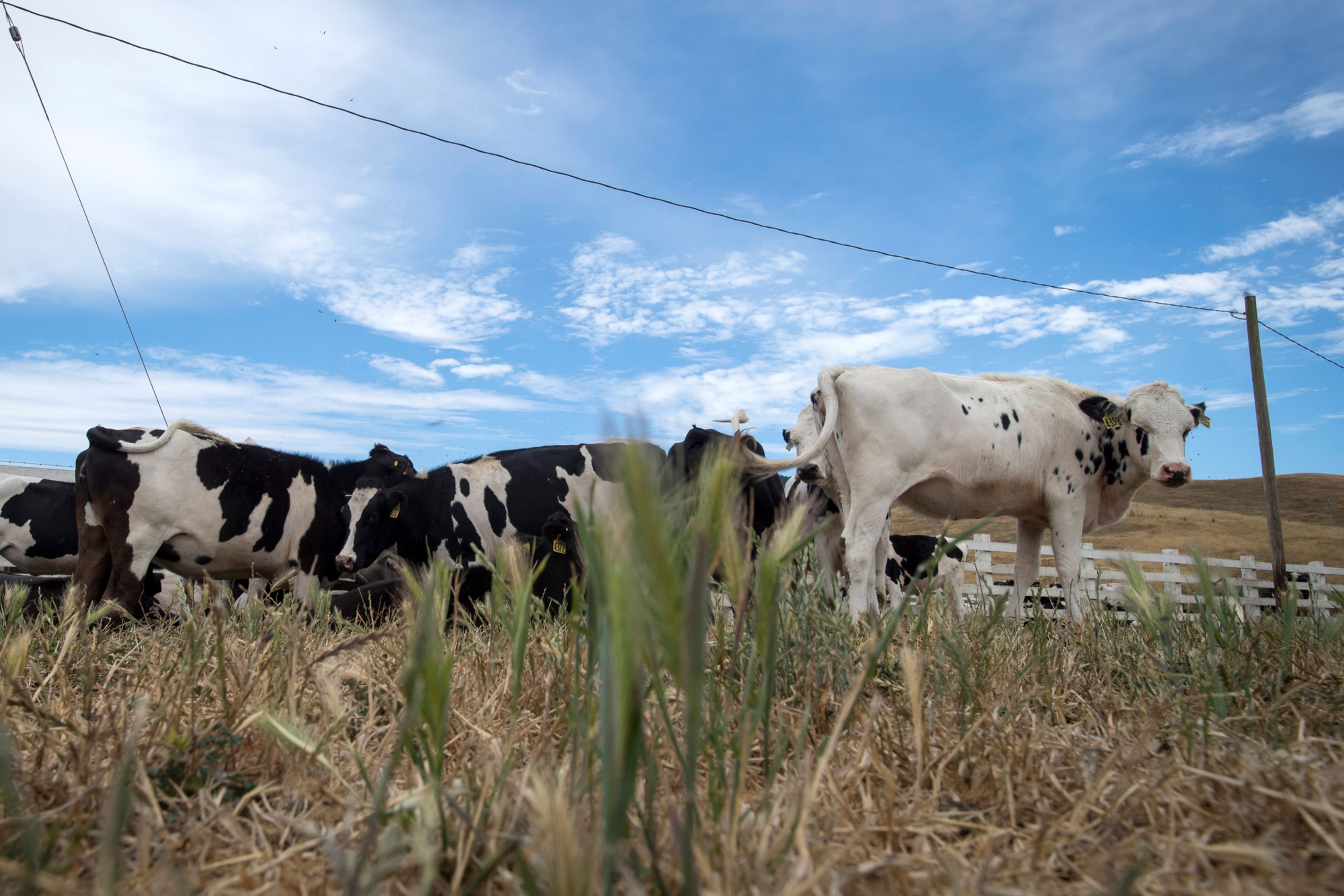 Dairy cows graze in a field in California in the United States, where an ongoing drought has made farming harder