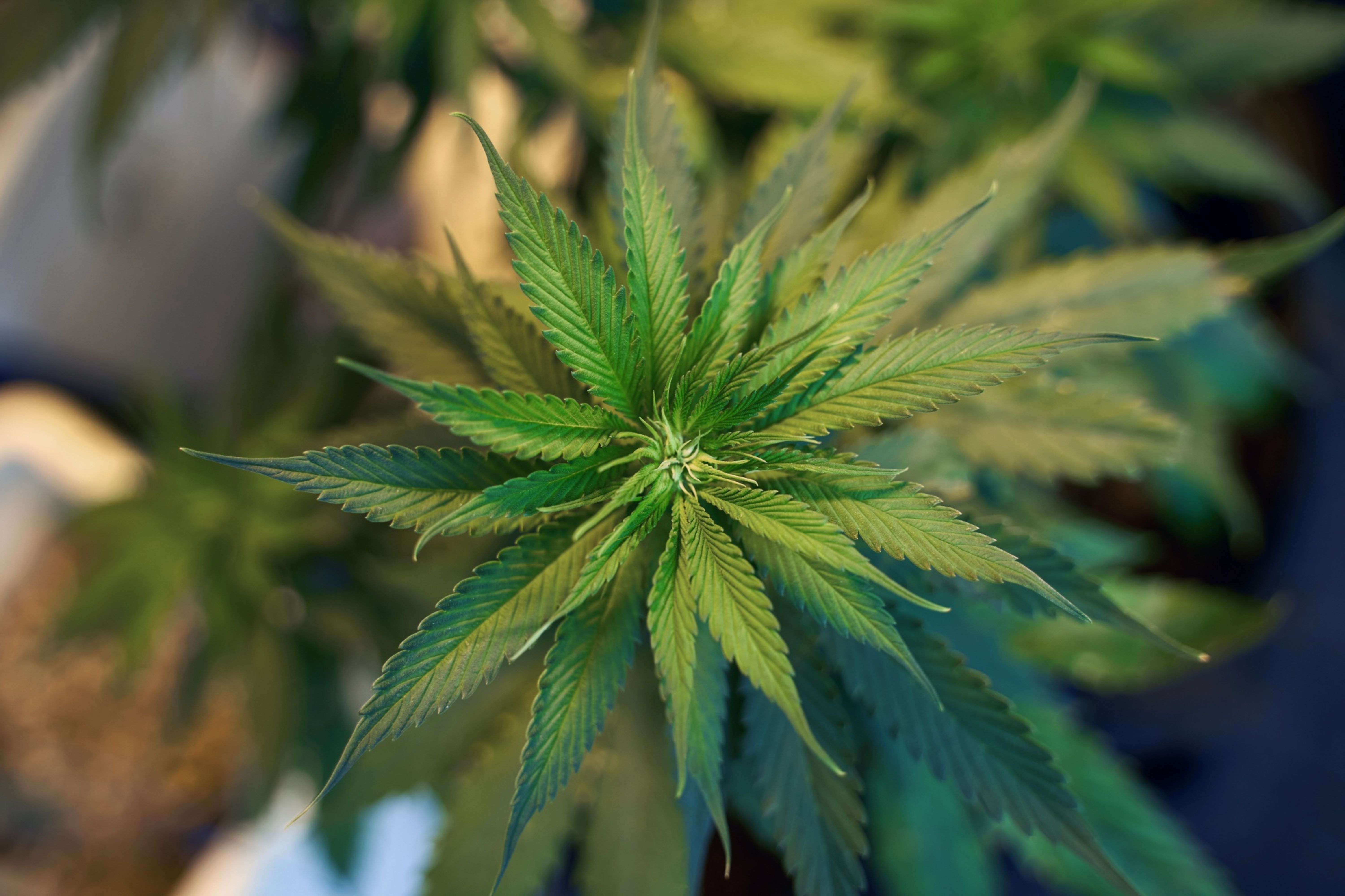Legal cannabis firms are eager to cash in if Mexico’s senate approves a legalisation bill, which it is set to take up this month
