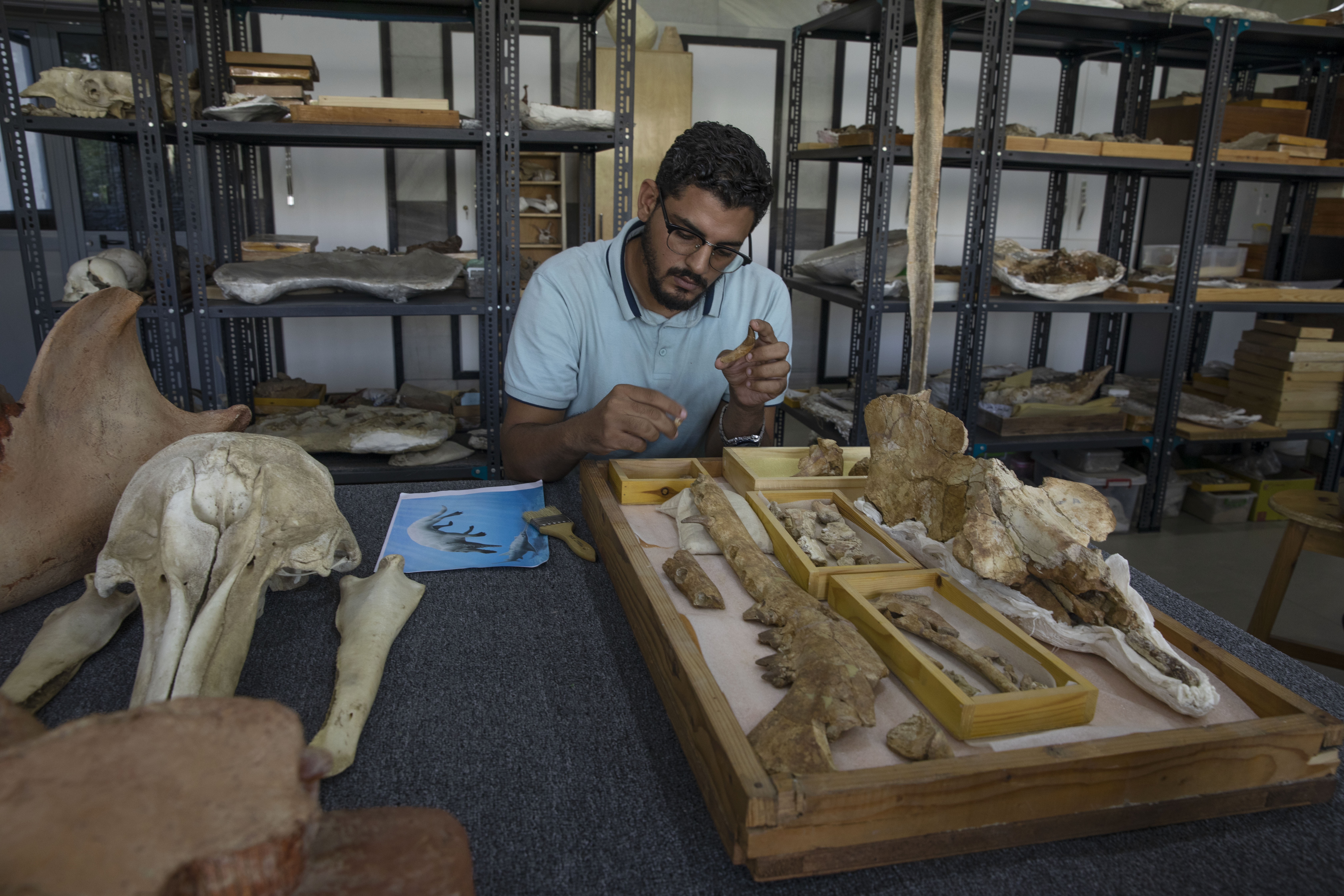 Egyptian researcher Abdullah Gohar shows the fossil of a 43 million-year-old whale known as the Phiomicetus Anubis