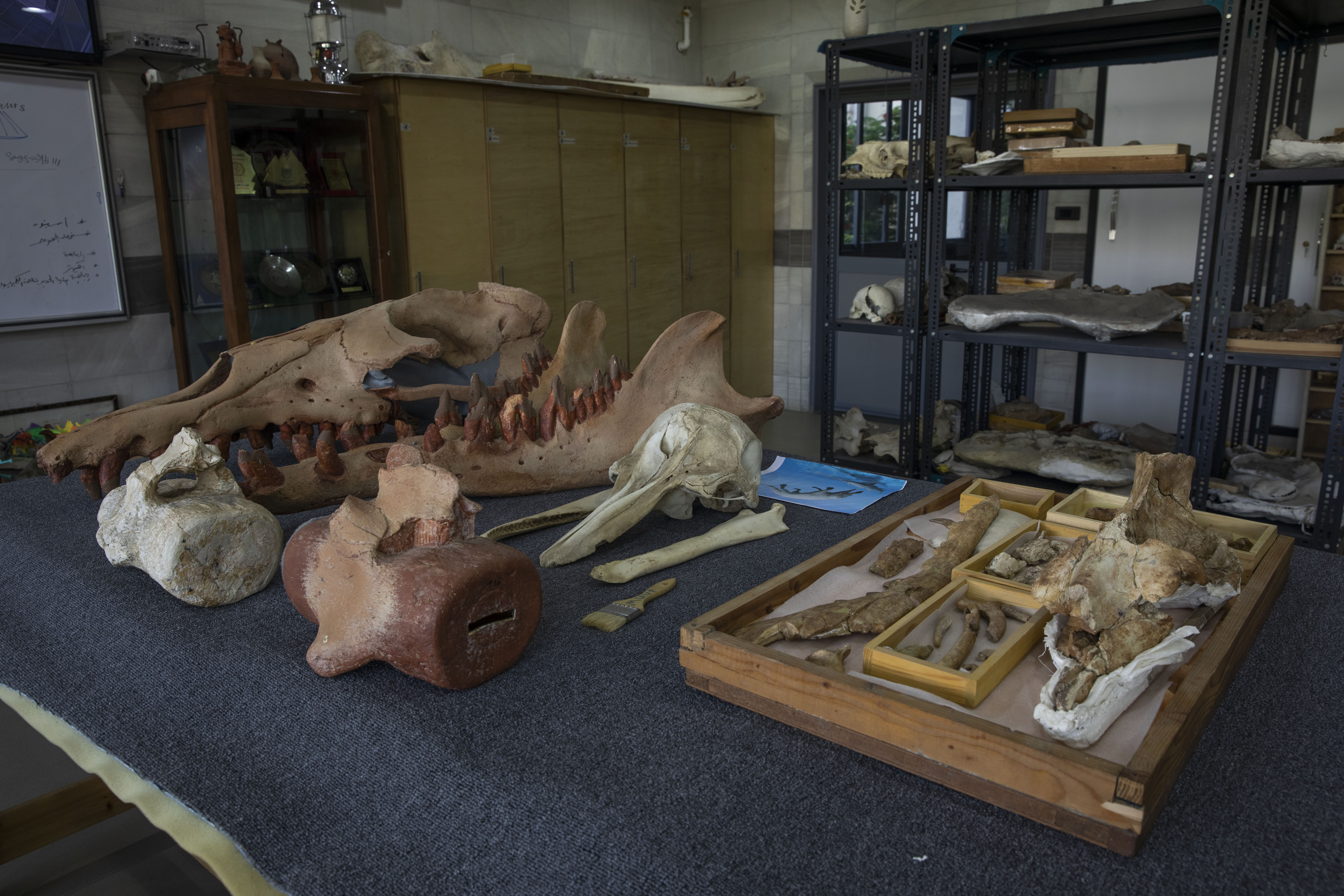 The fossil of the four-legged whale was unearthed in Fayoum in the Western Desert of Egypt