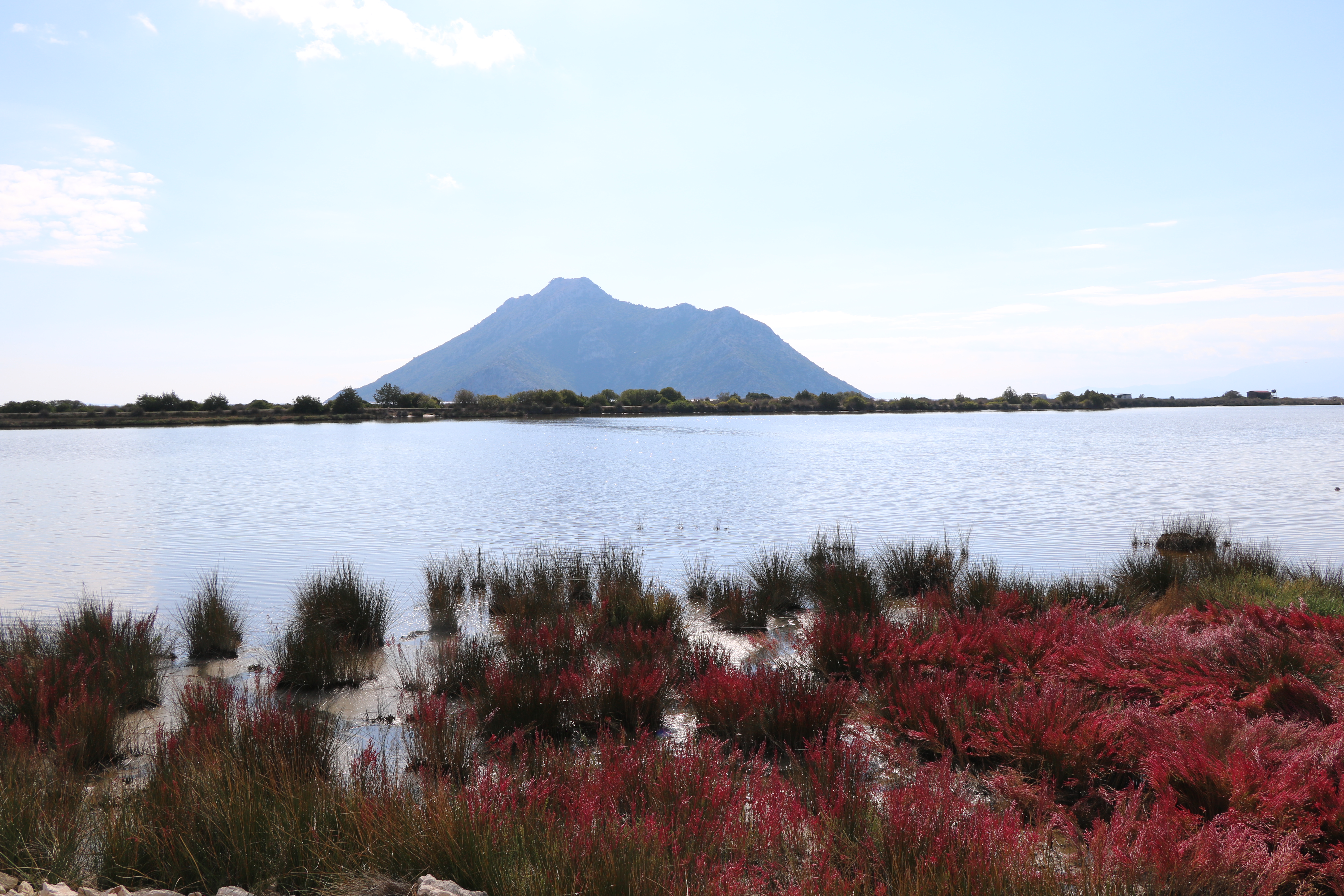 Marsh grasses on the Acheloos river delta