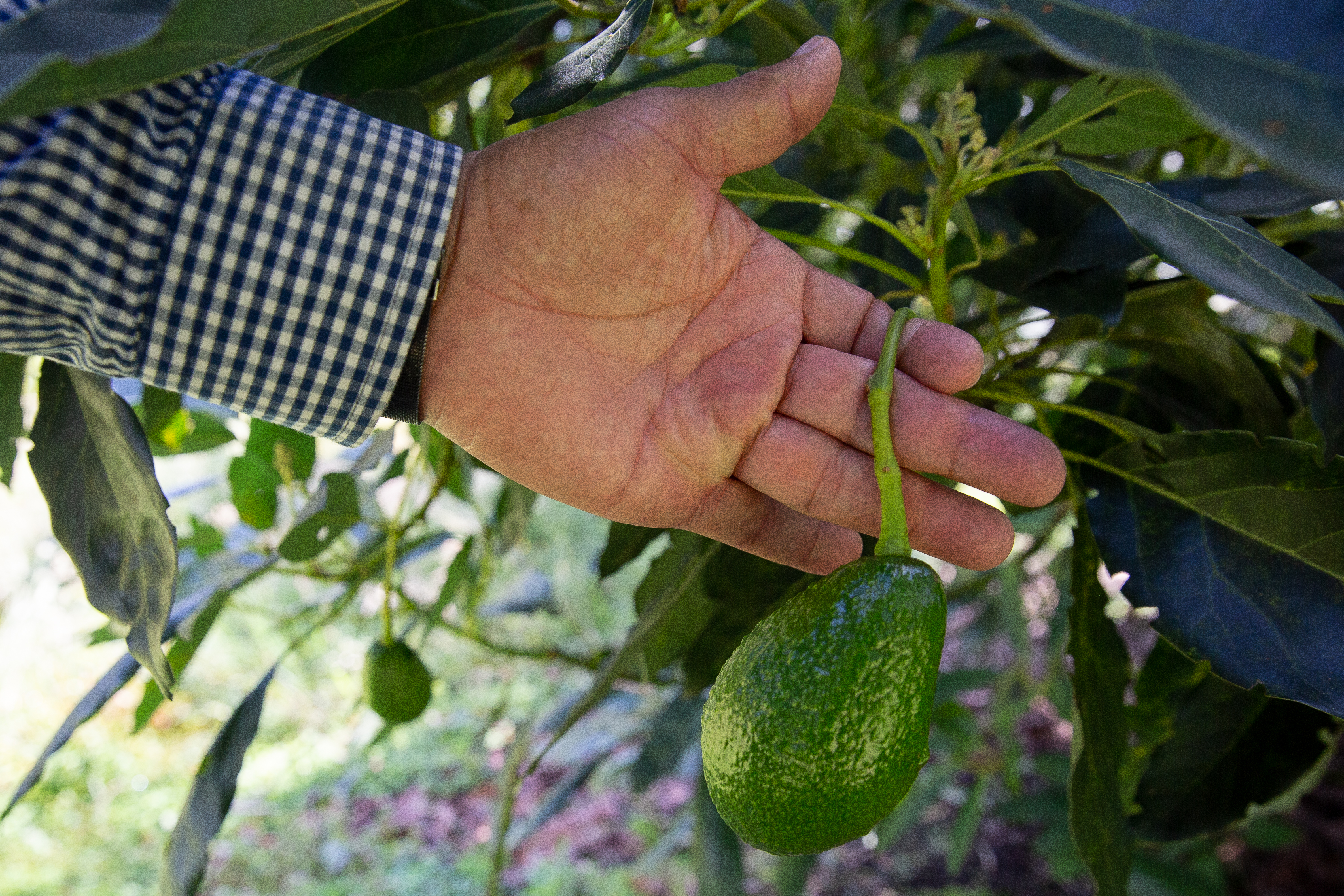 The avocado's rapid expansion in Colombia began in 2014 when farmers exported 1,408 tonnes of Hass avocados, and the industry has since exploded, reaching a record high of 544,933 tonnes exported in 2020, Colombian government figures show [Megan Janetsky/Al Jazeera]