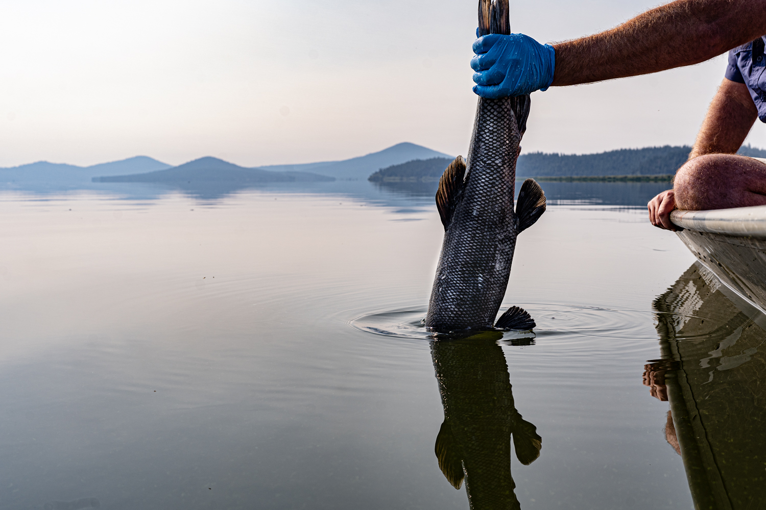 Only about 24,000 of the fish remain in the lake – with no juveniles to replenish the population