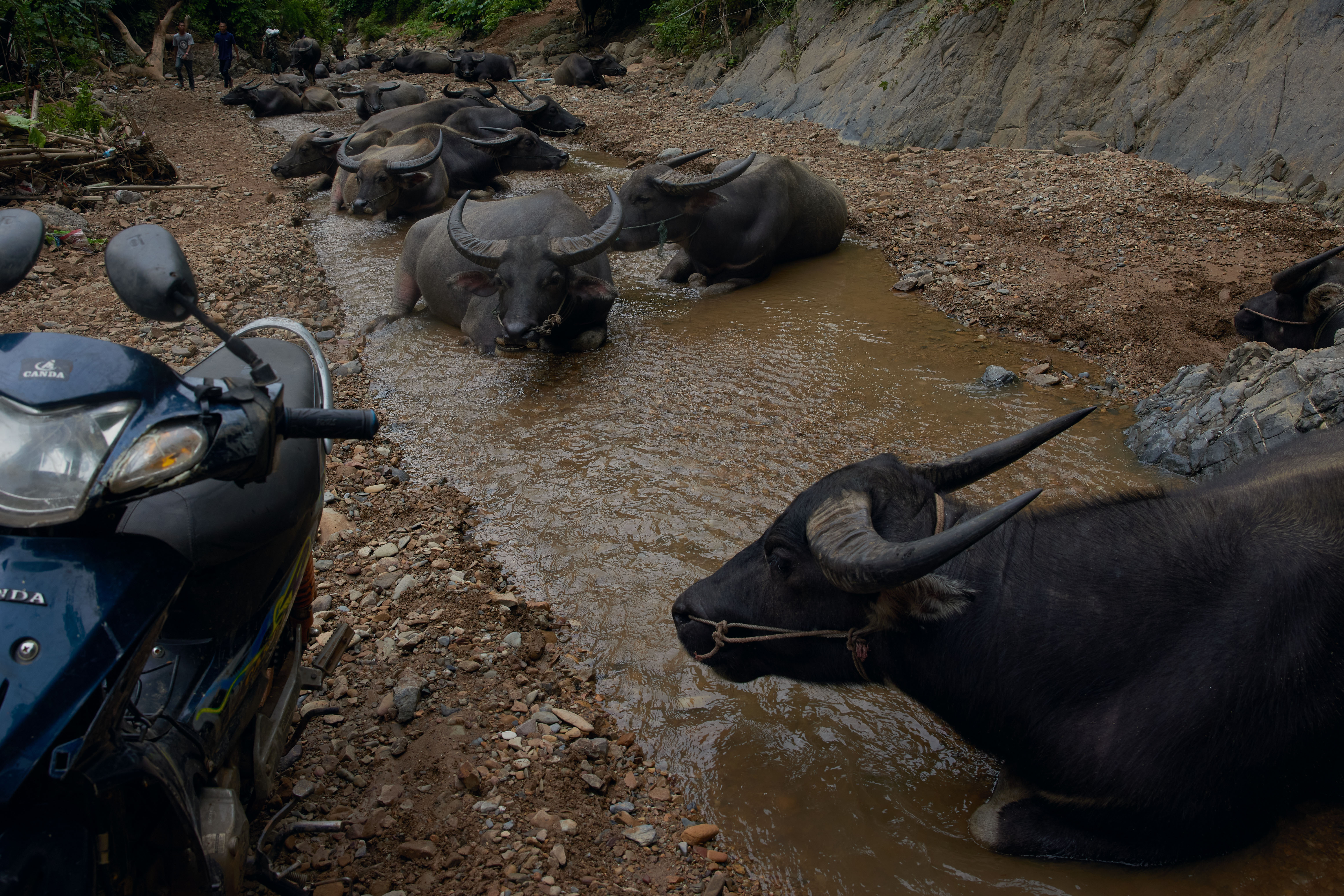 Water buffalo rest in a stream outside the village of Uh Er Klo, Karen state [Al Jazeera]