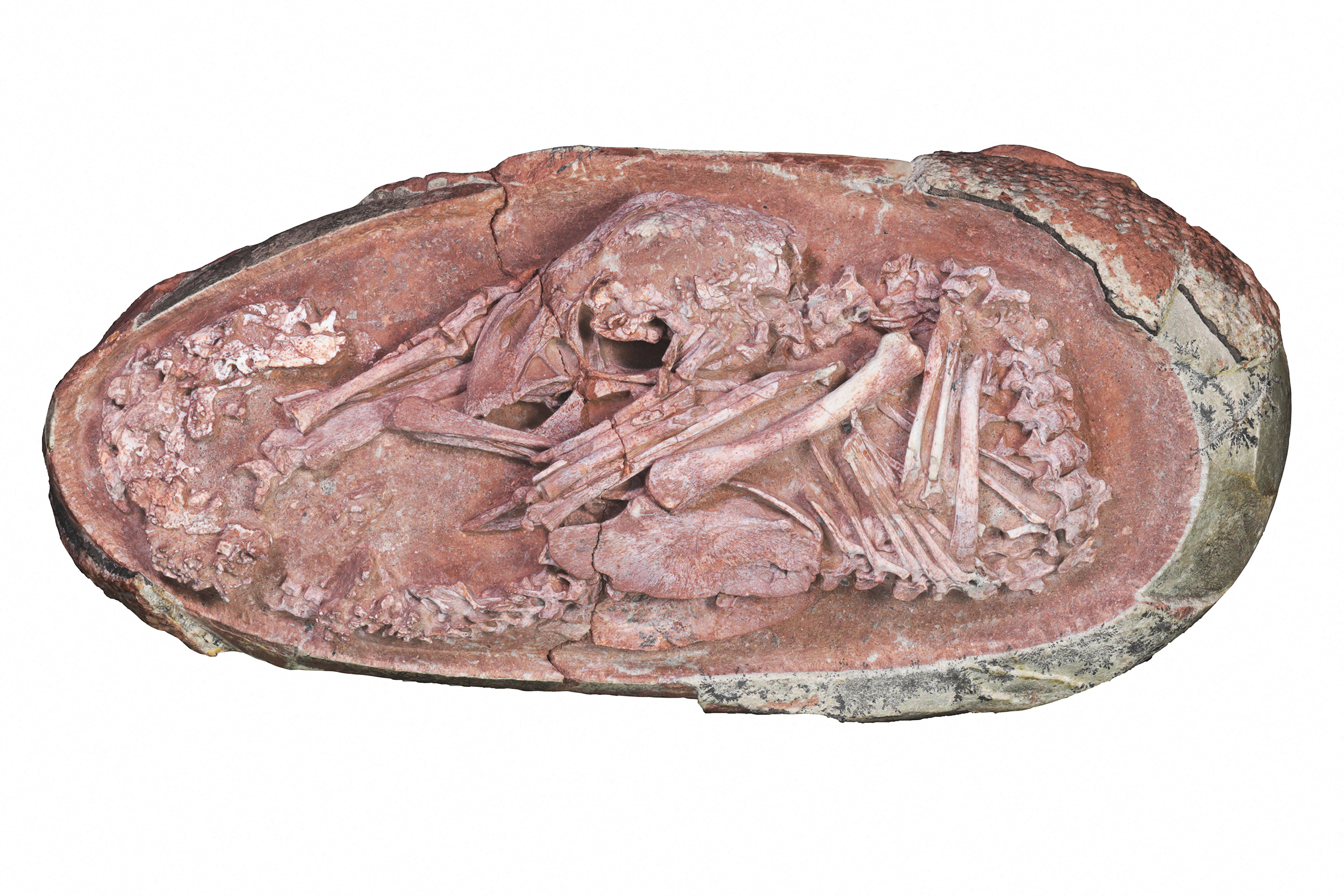 Oviraptorosaurs were feathered dinosaurs that lived in what is now Asia and North America during the Late Cretaceous period