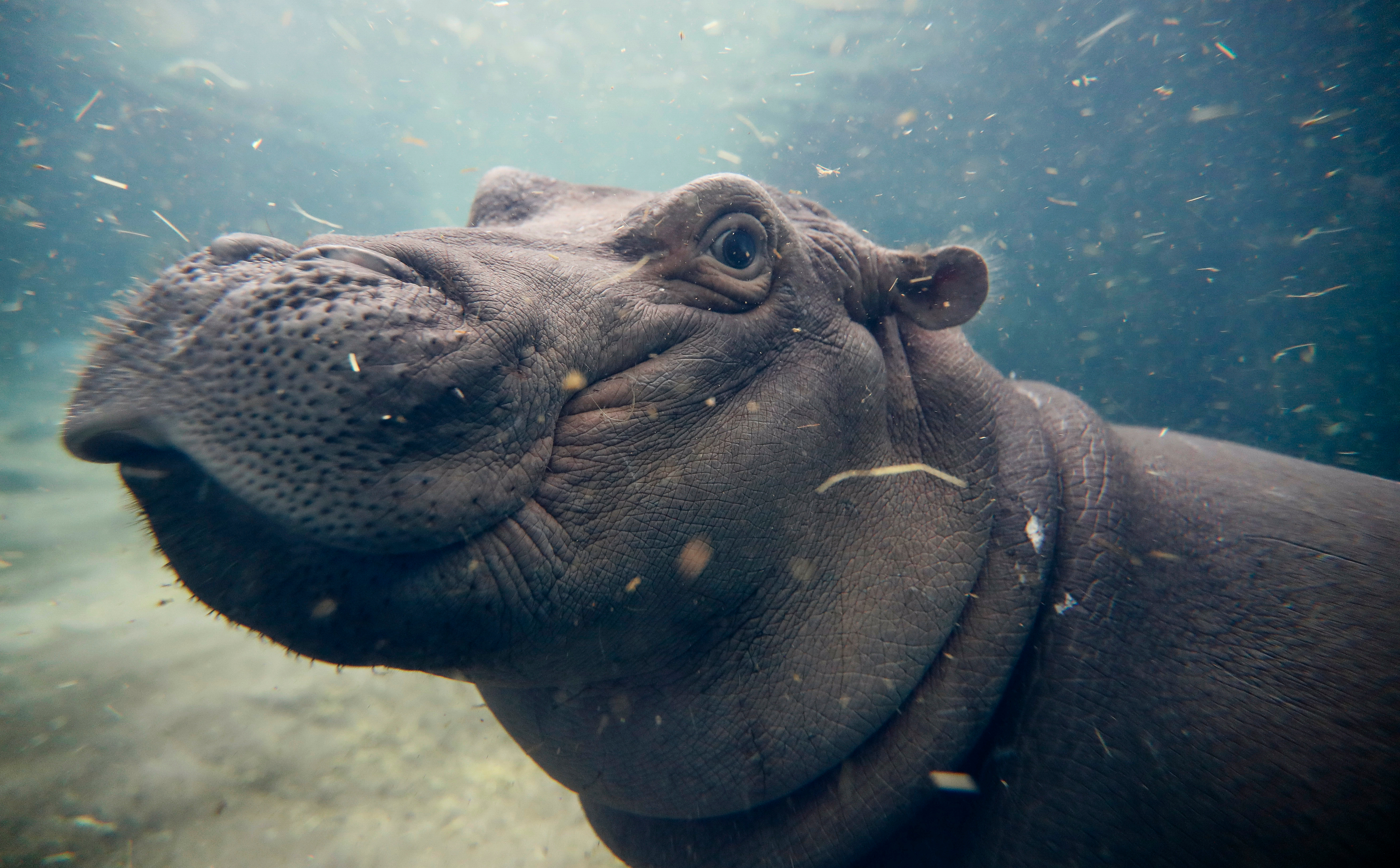 The two COVID-19 cases in hippos could be the first reported in the species